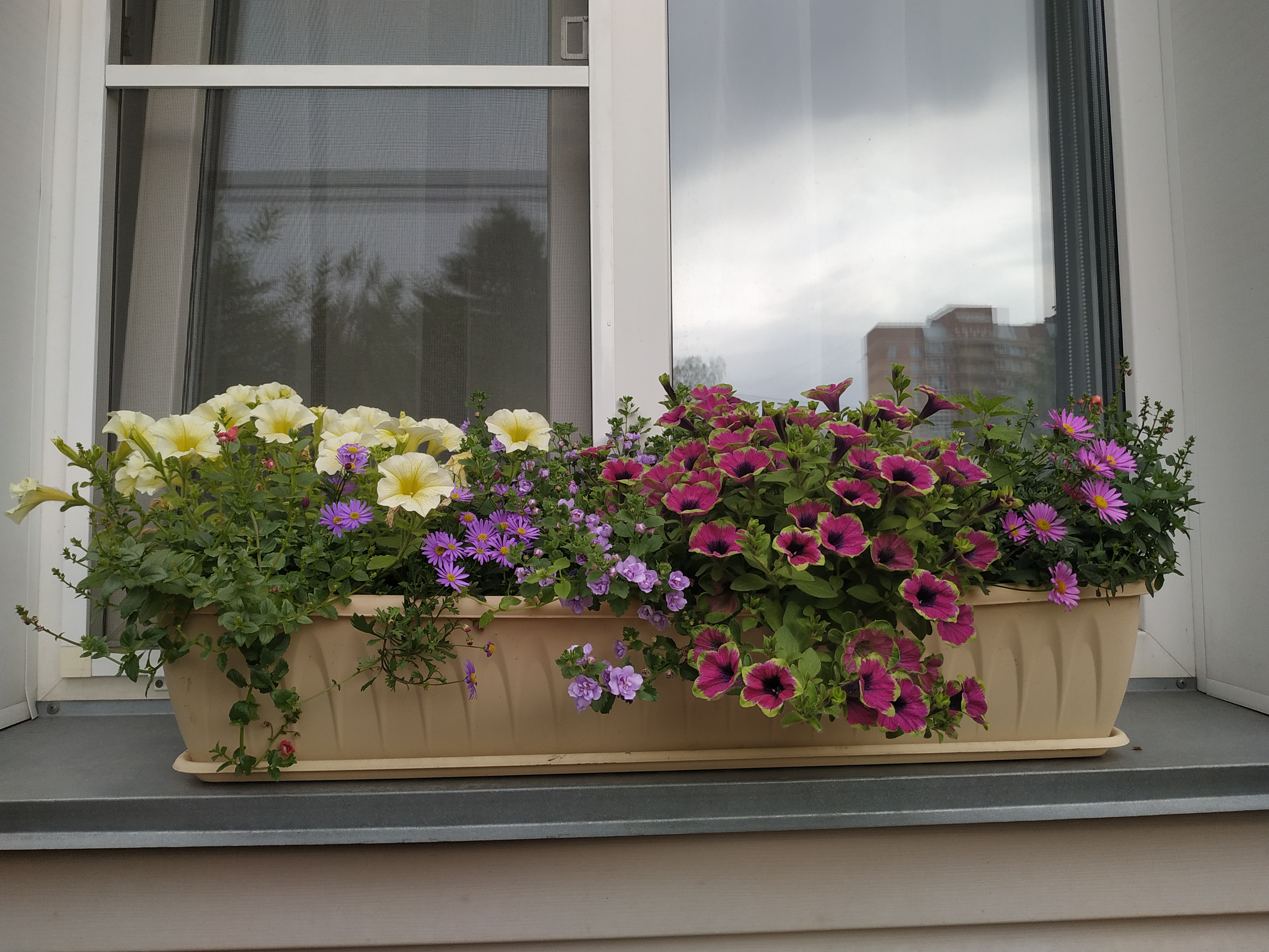 Брахикома Brasco Violet