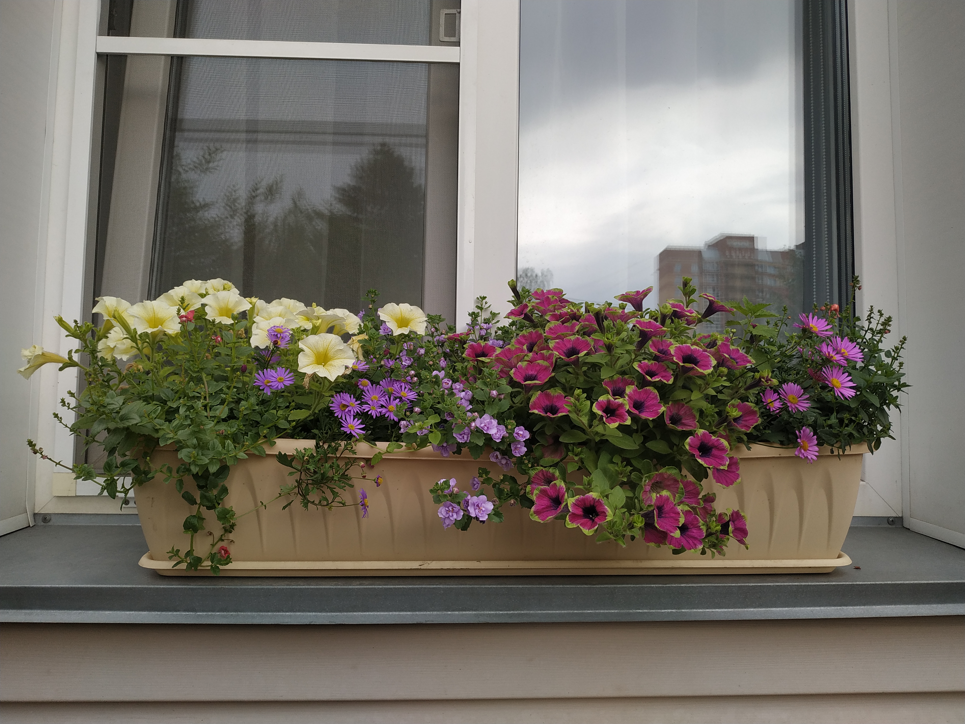 Брахикома Fresco CANDY