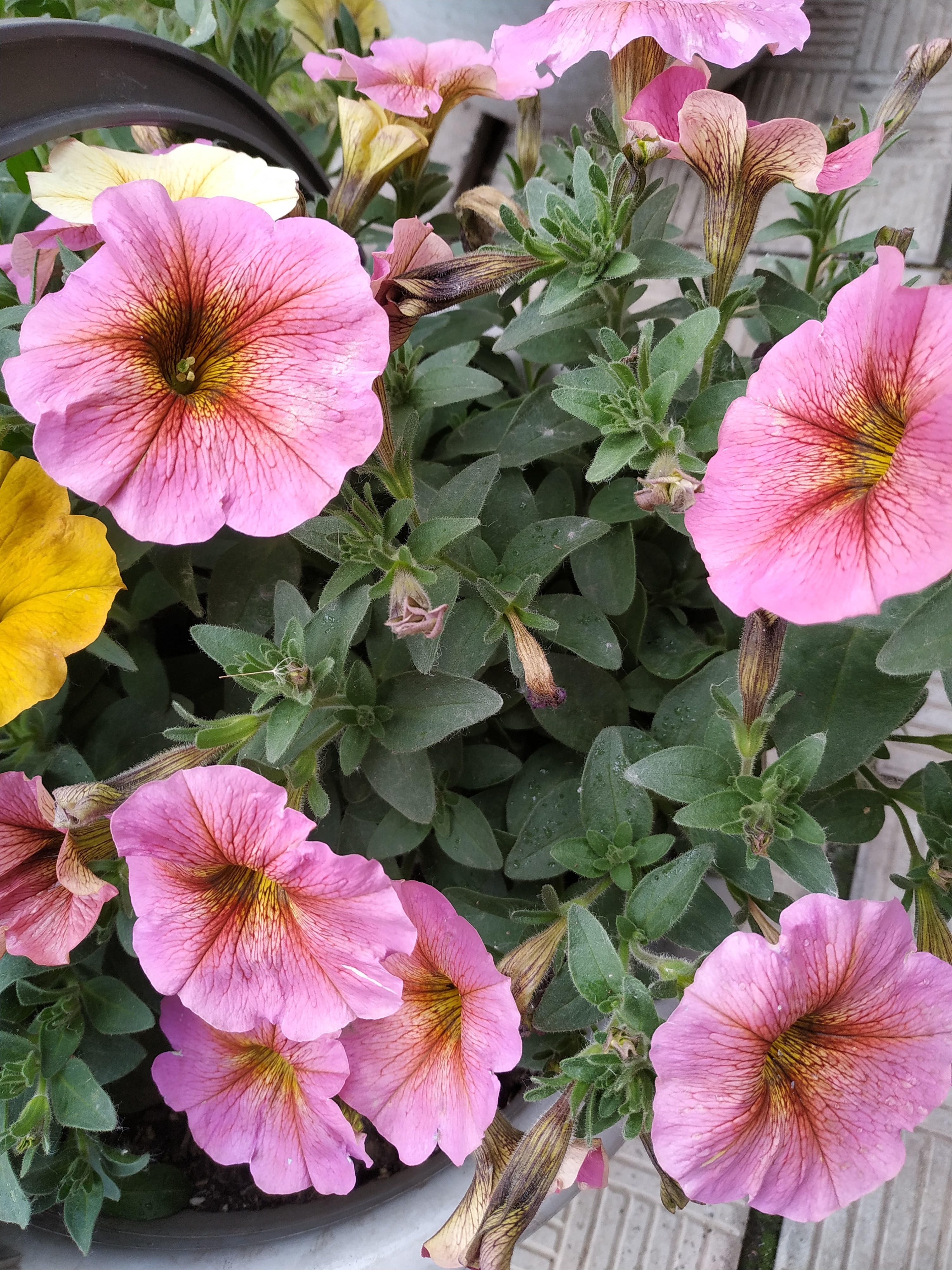 Петхоа SuperCal PRemium Sunray Pink (К-44)