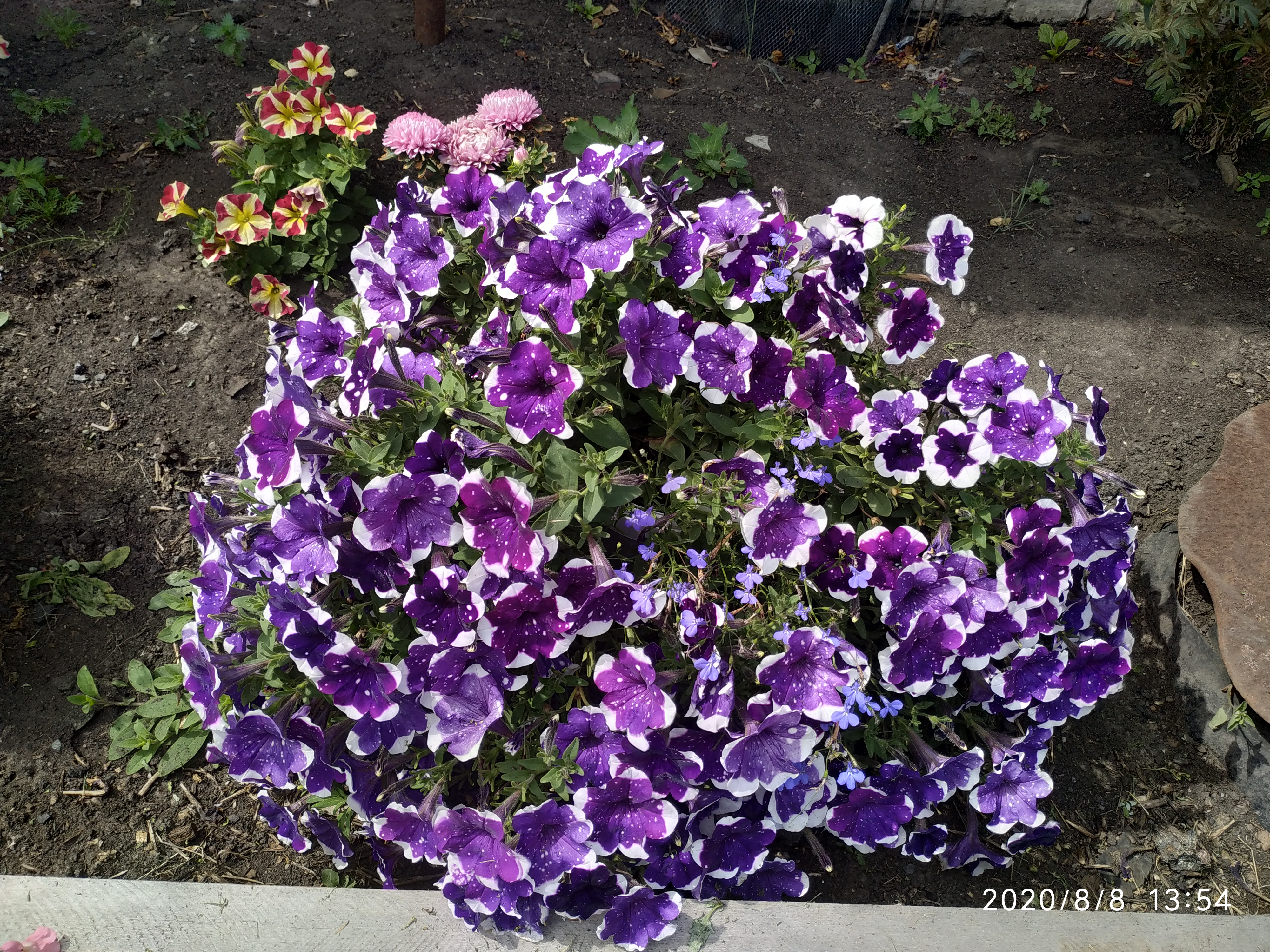 Петуния AlpeTunia Glacier Sky (К-1)