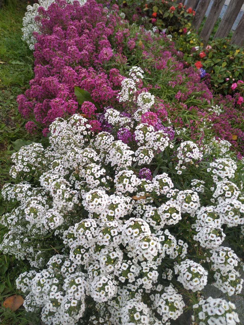 Лобулярия (Алиссум) Raspberry Stream