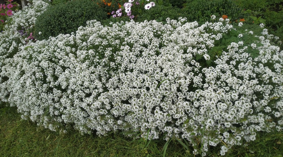 Алиссум Snow princess