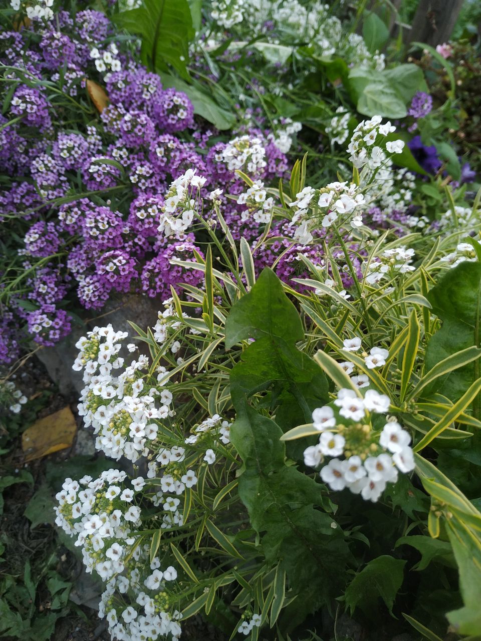 Лобулярия STREAM LAVENDER