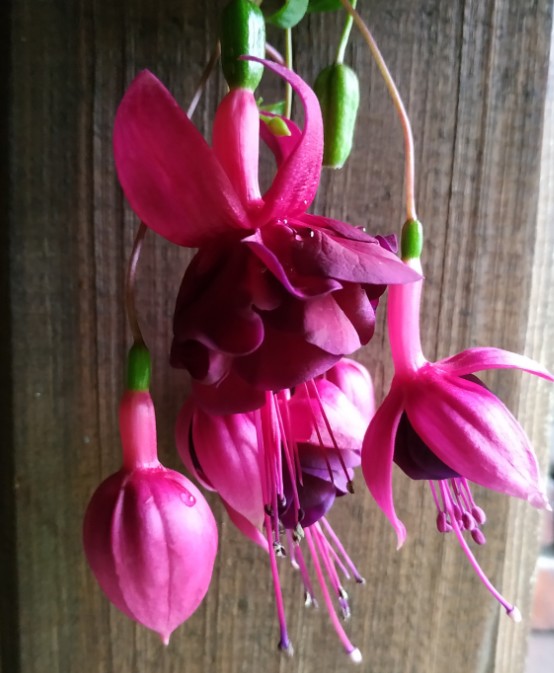 Rohees New Millenium  (11)