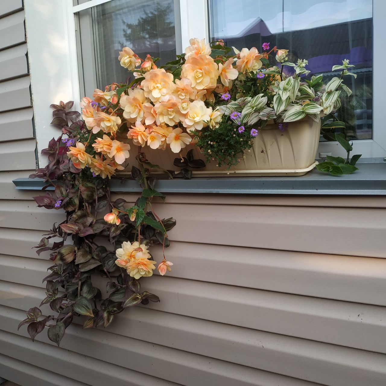 Традесканция Ivory Purpur