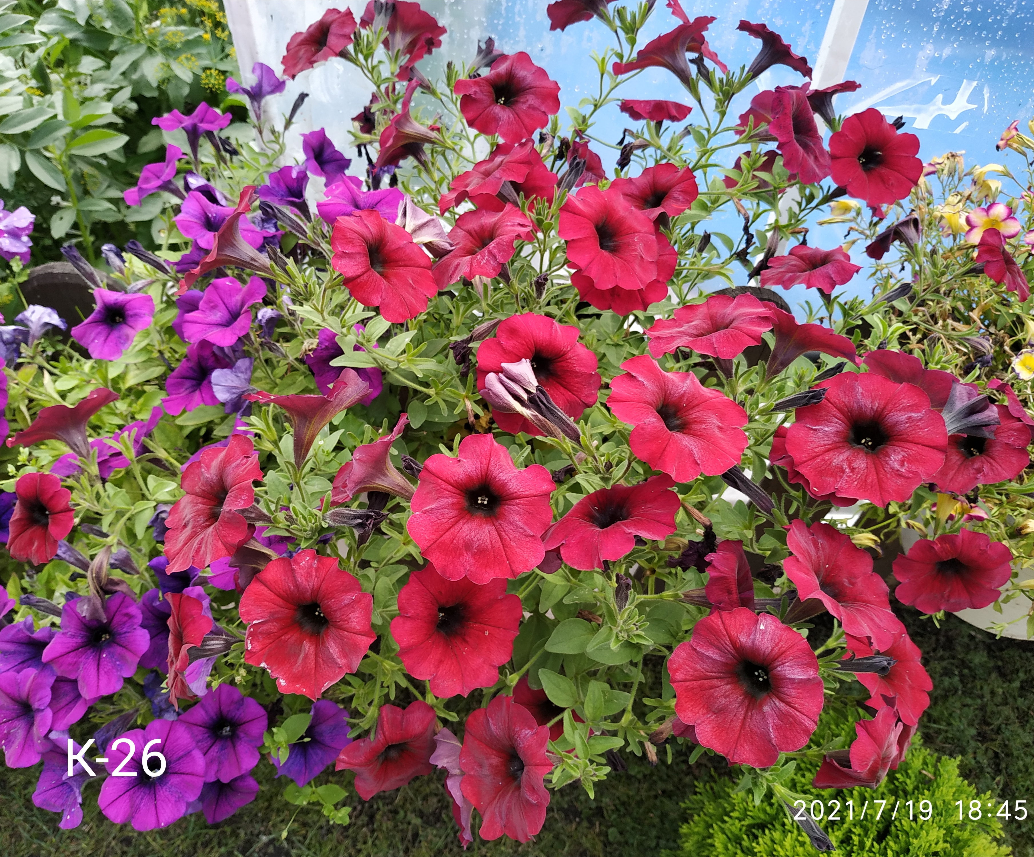 Петхоа  SuperCal PRemium Bordeaux (К-26)