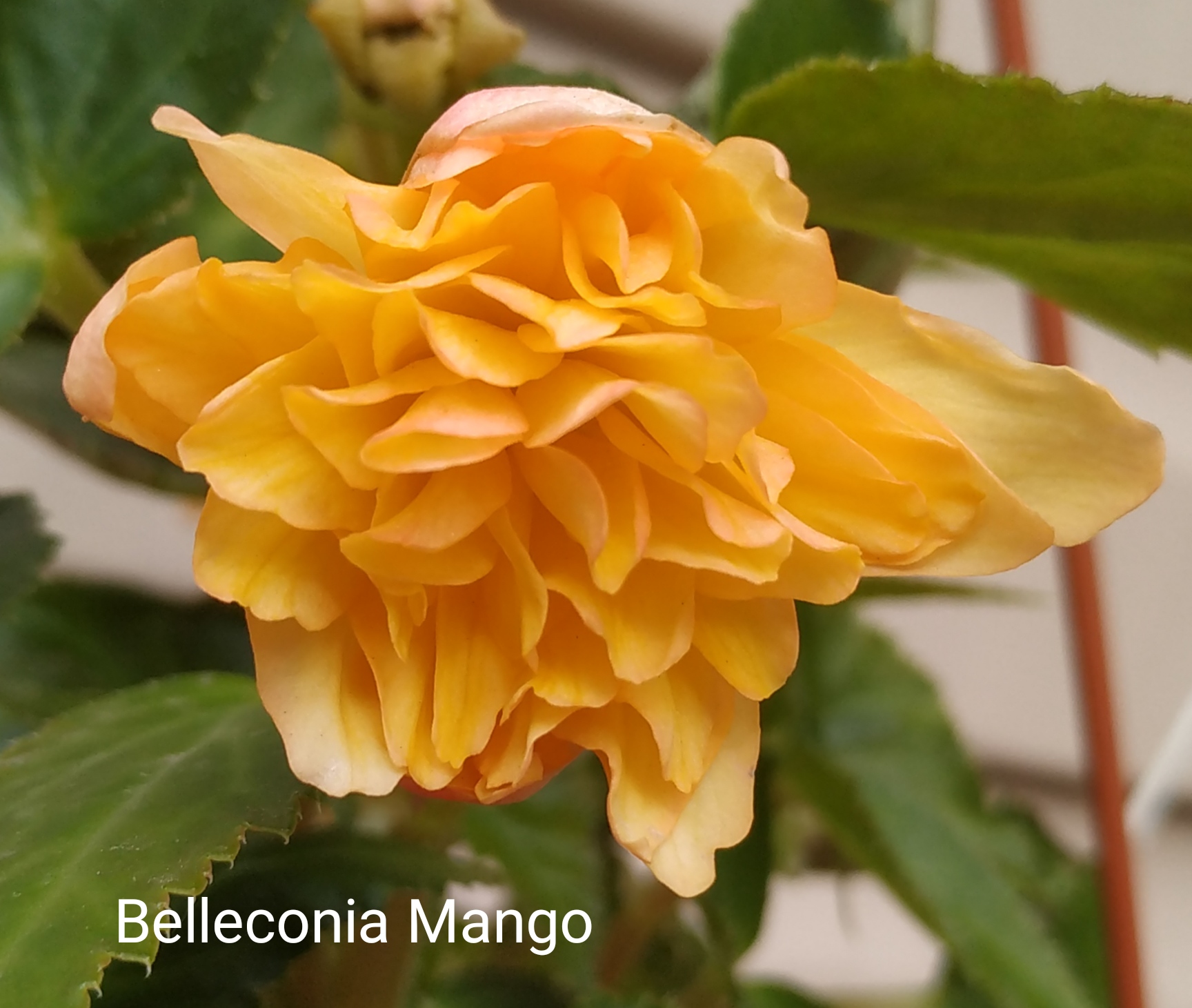 Belleconia Mango
