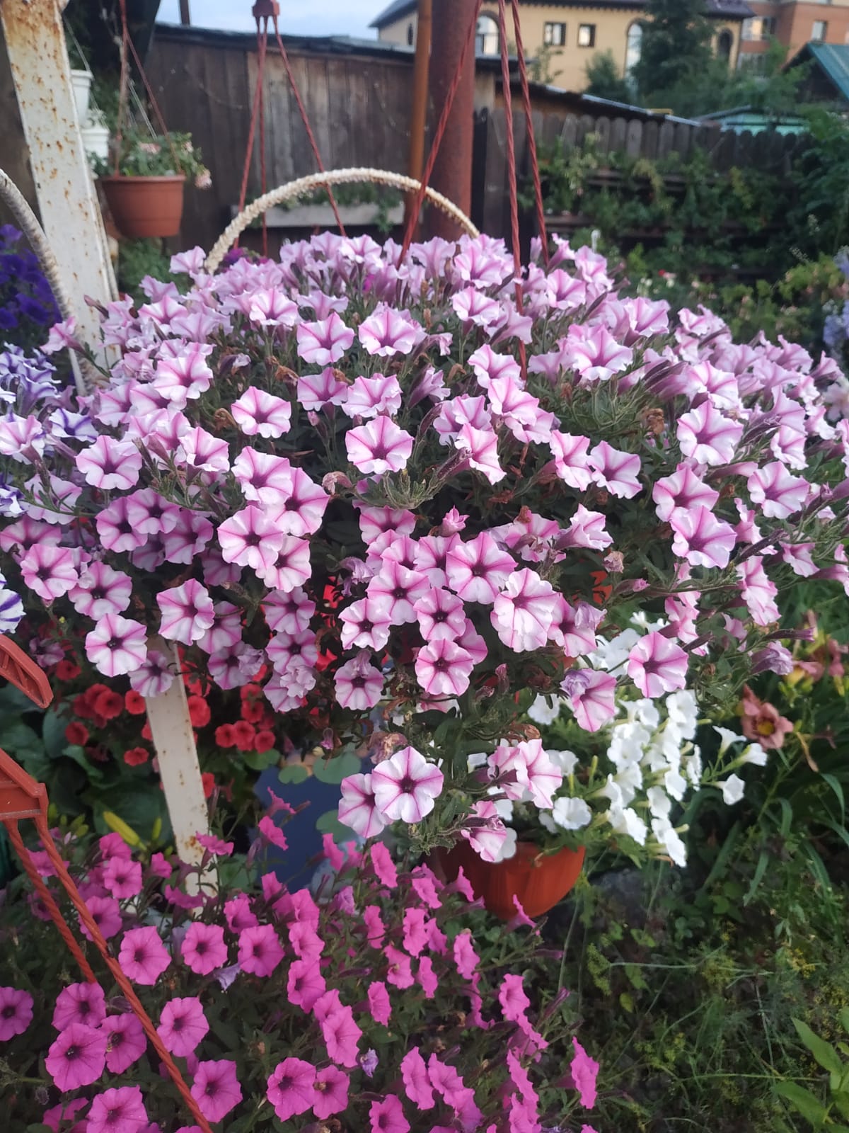 Петуния Petunia Mini Vista Pink Star (38)