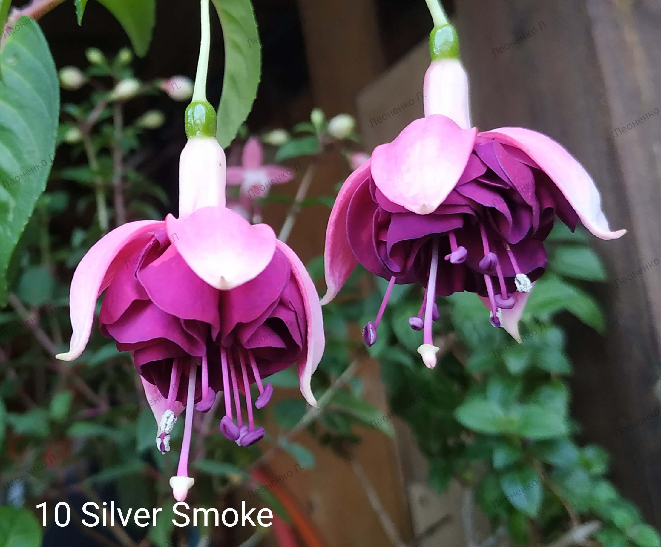 Silver Smoke