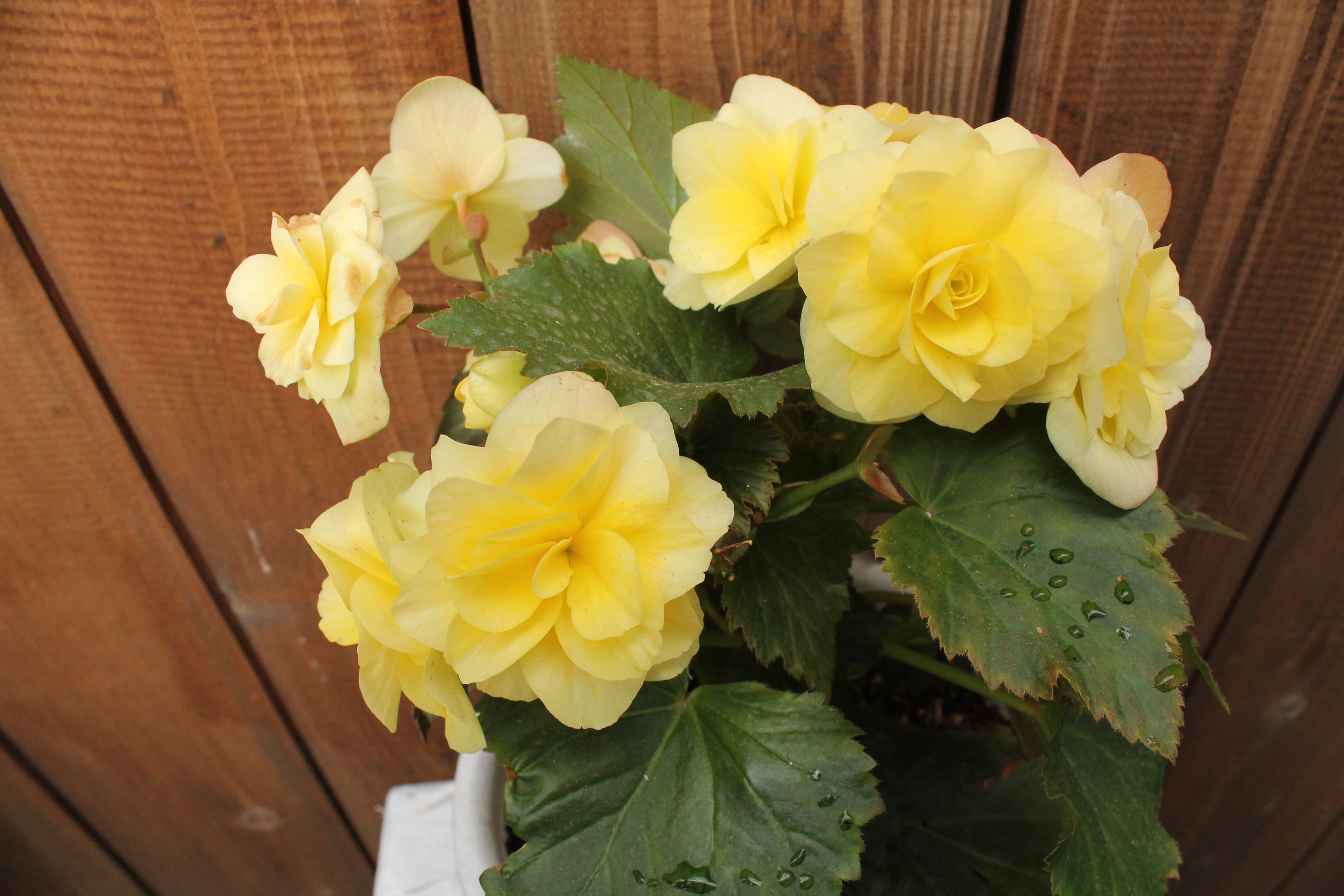 Solenia Yellow