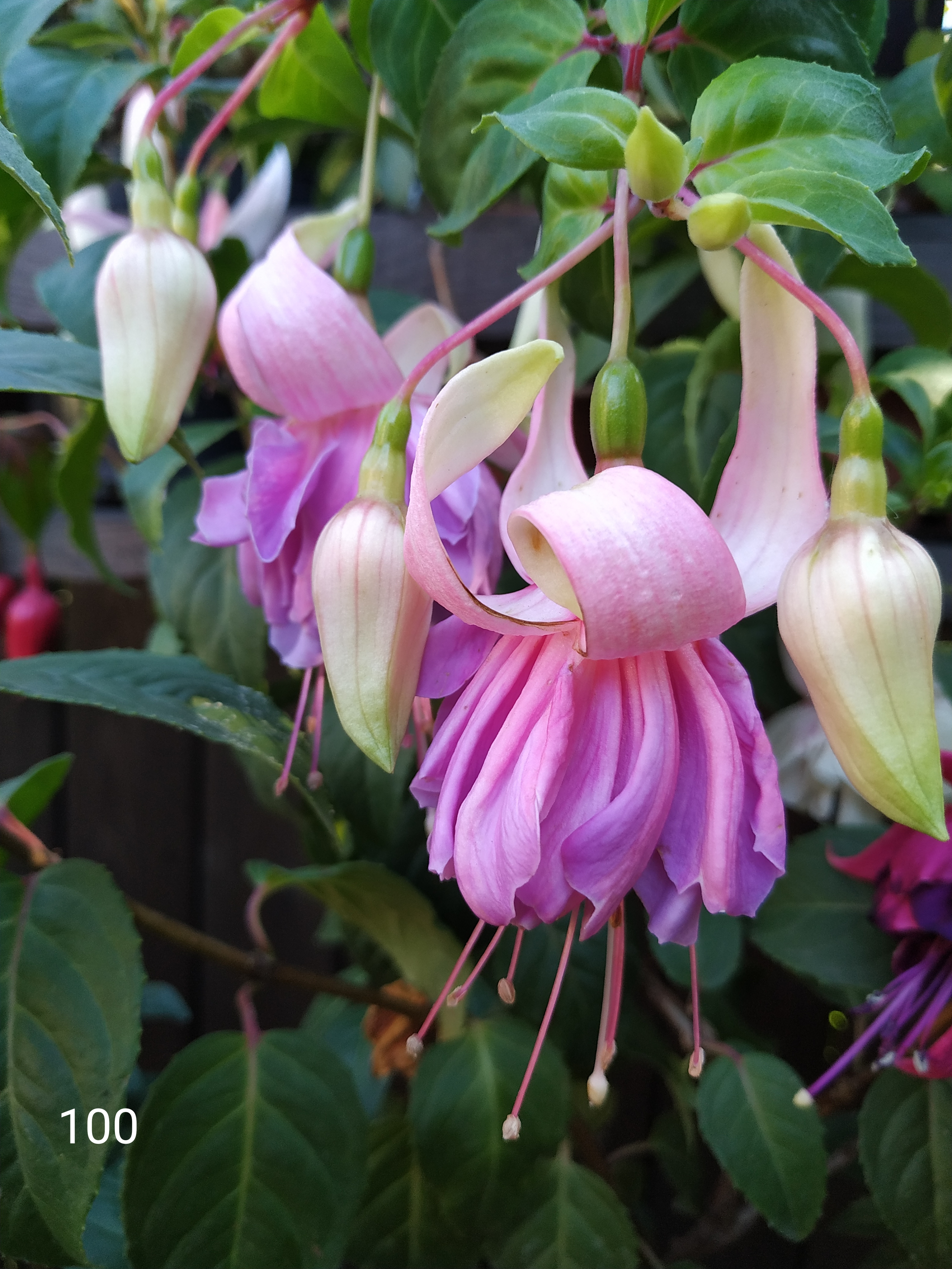 Flamenco Dancer (100)