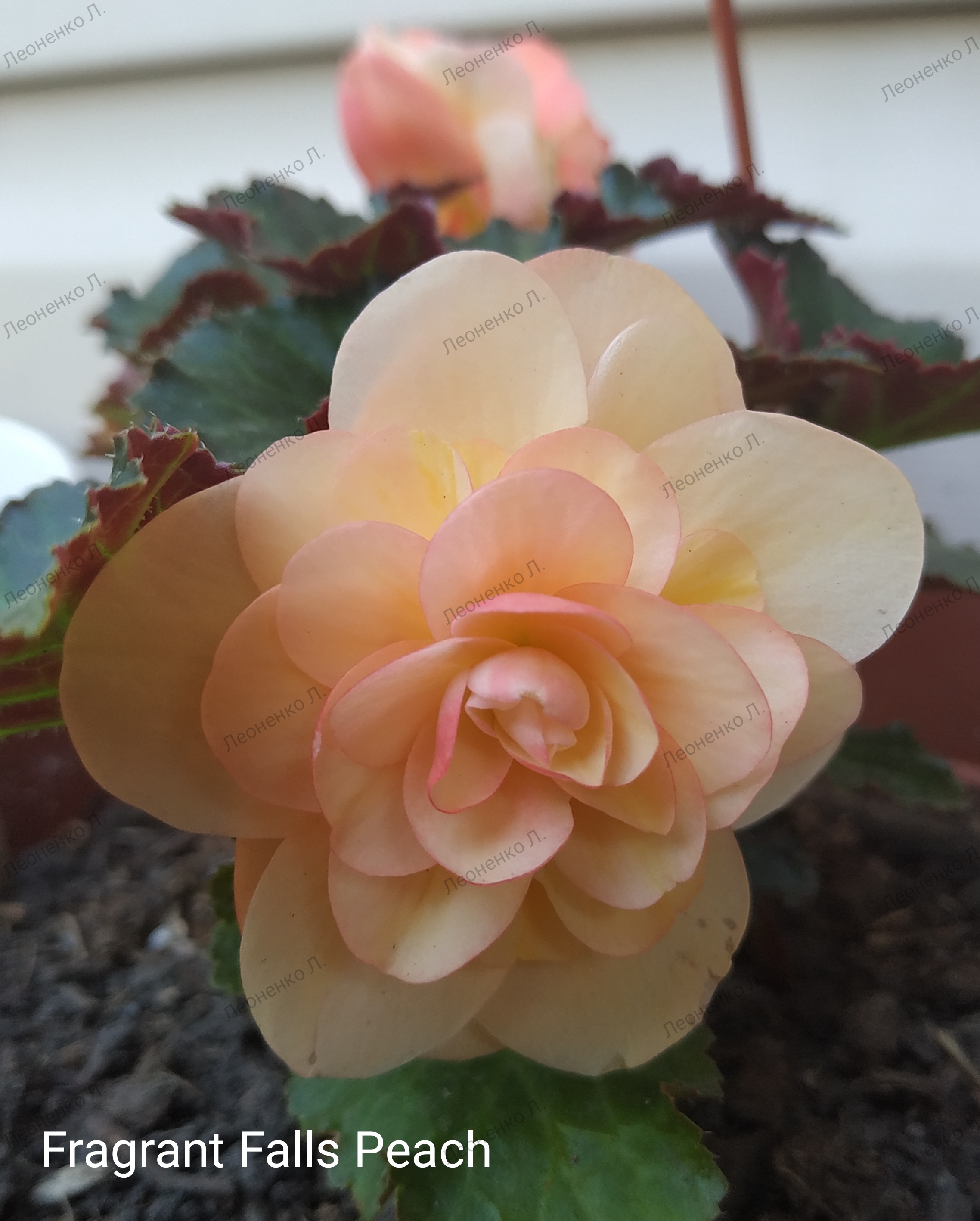 Fragrant Falls Peach  (ароматная) (11)