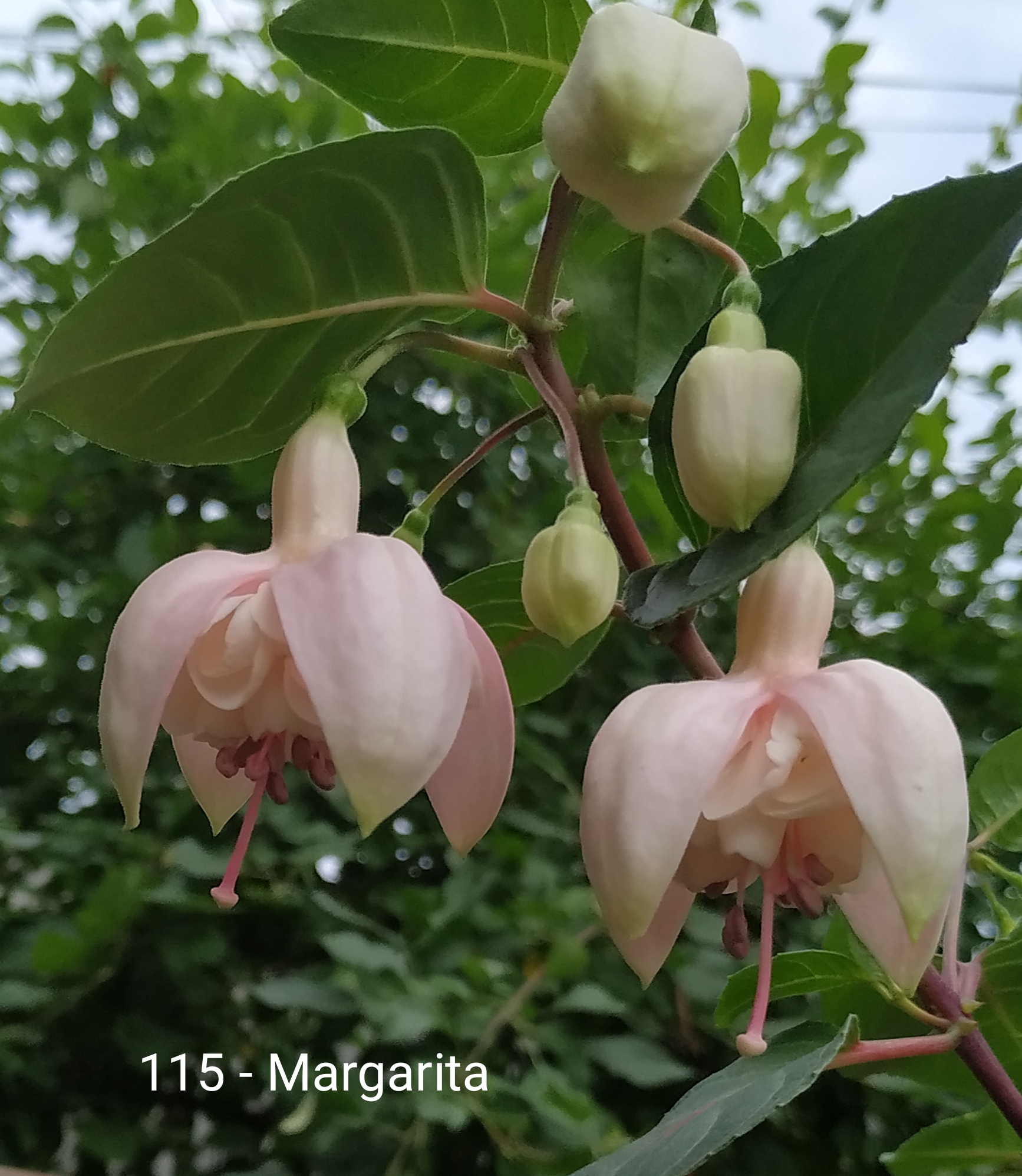 Margarita