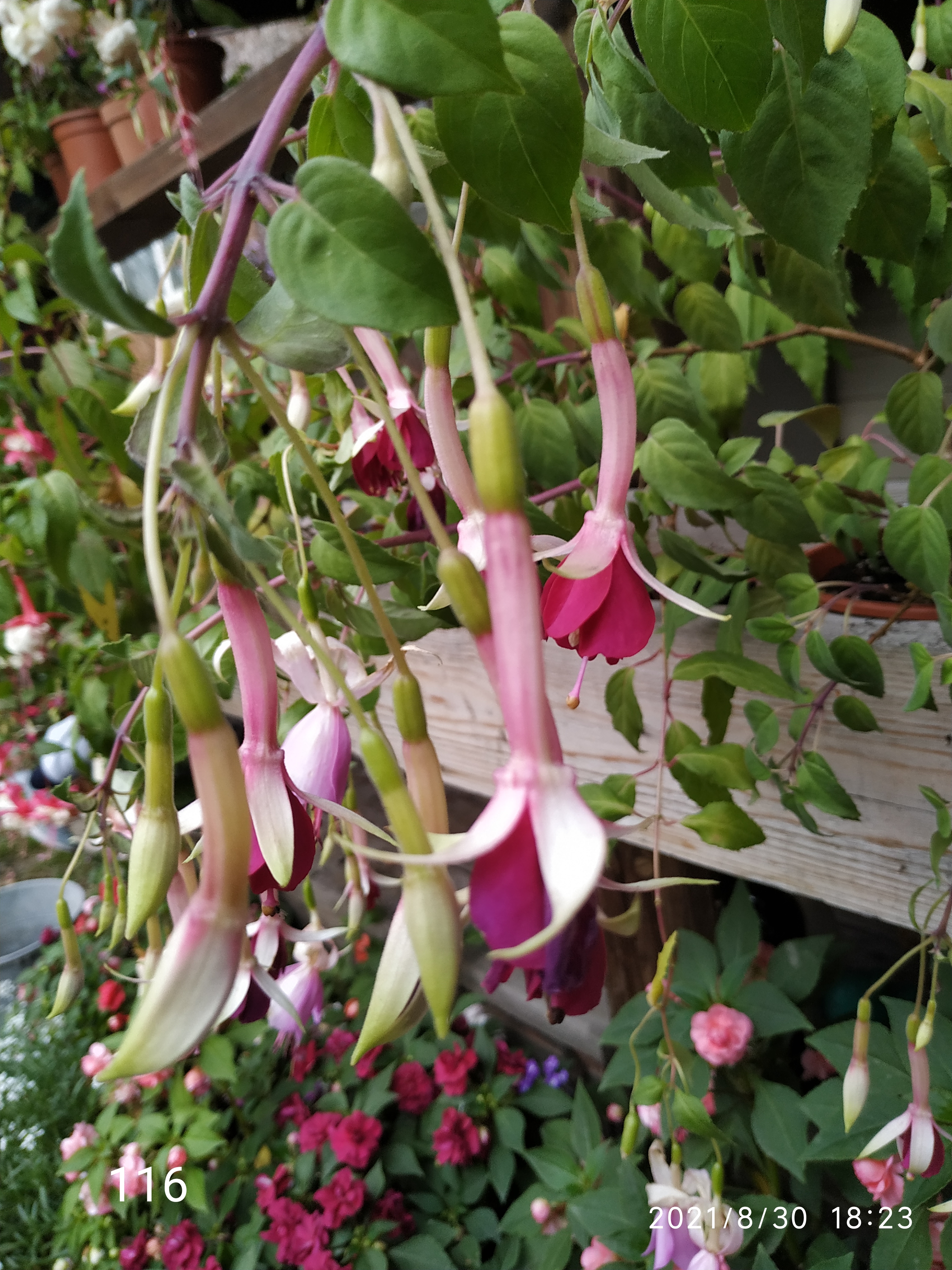 ALL SUMMER BEAUTY (116)