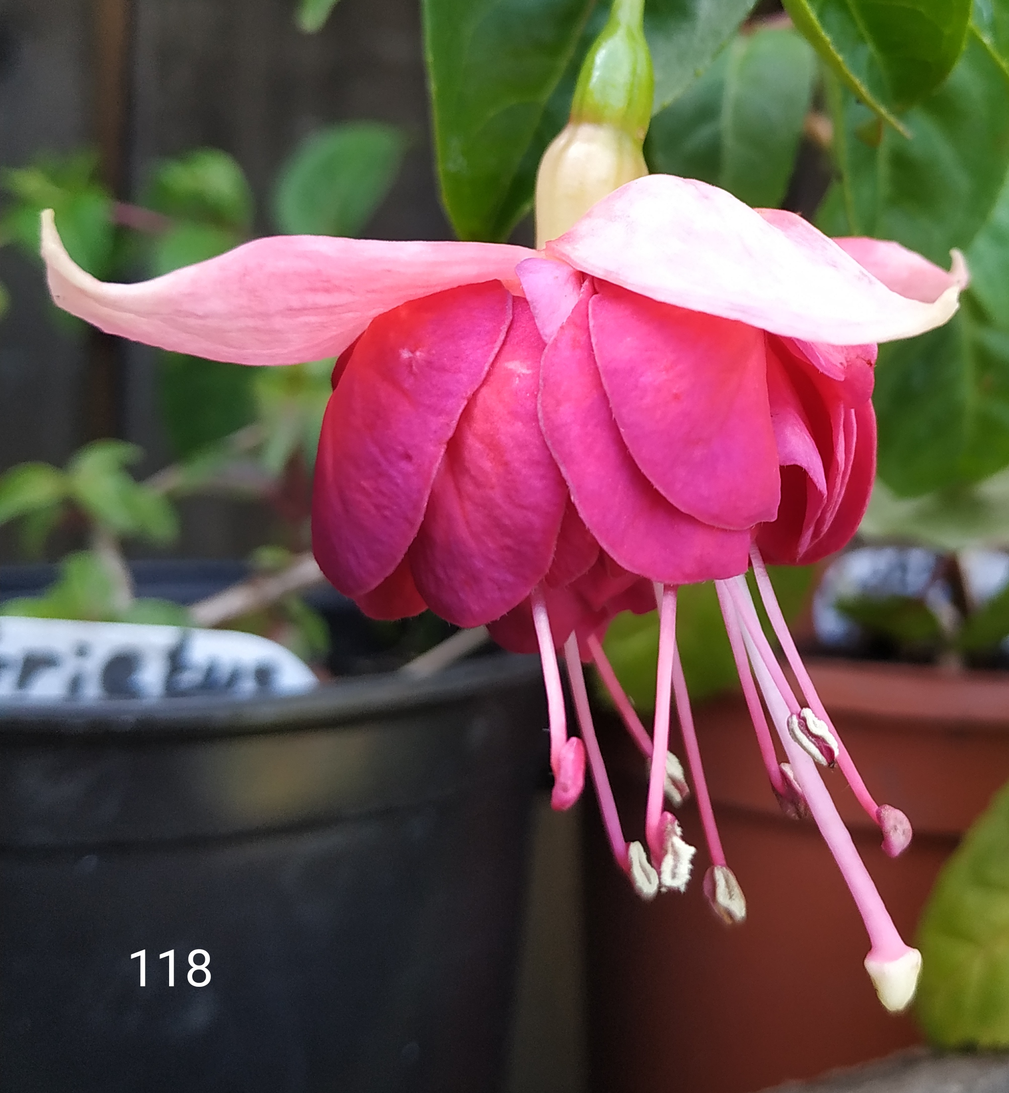 JAAP WESTENDROP (118)