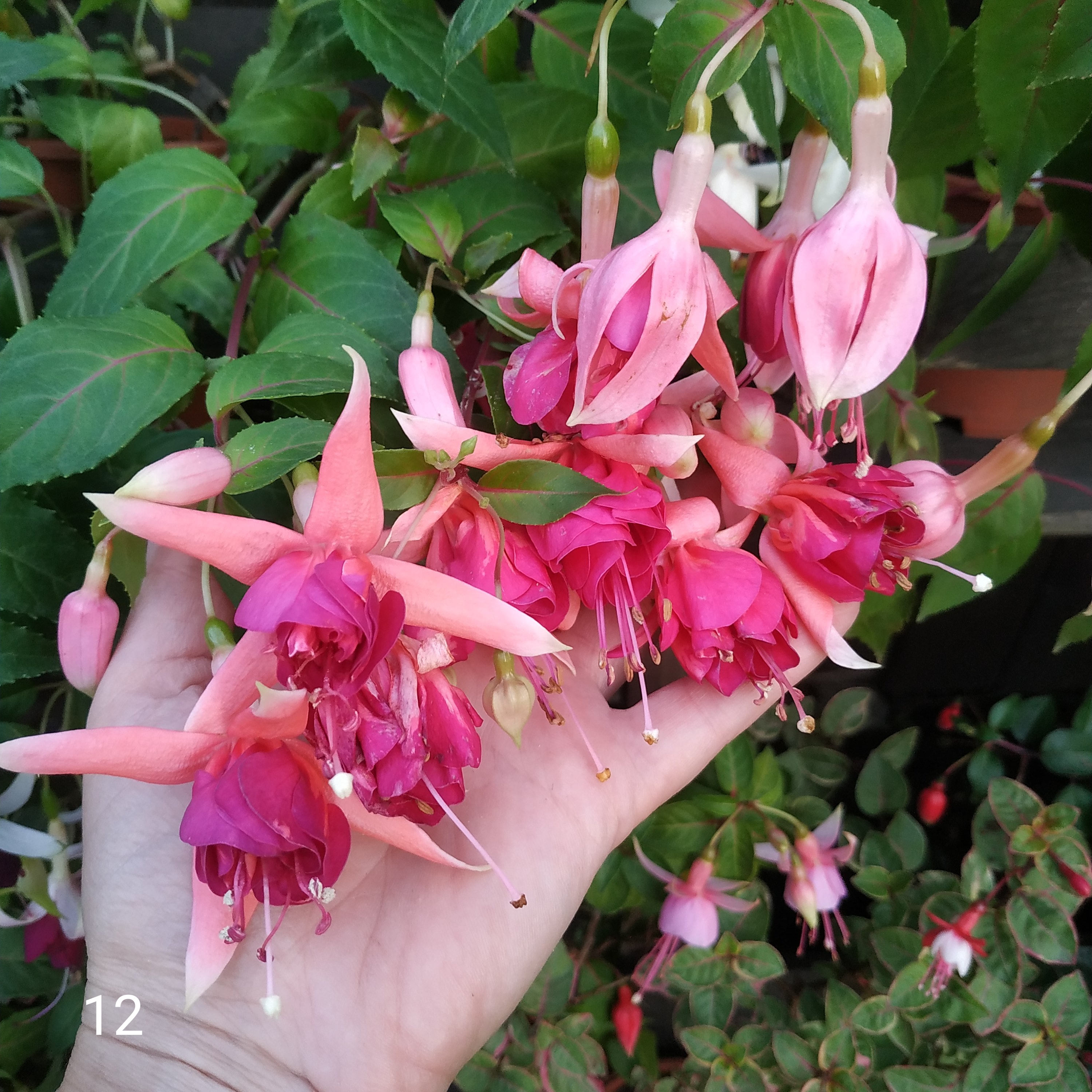 Marbeller Orange King (12)