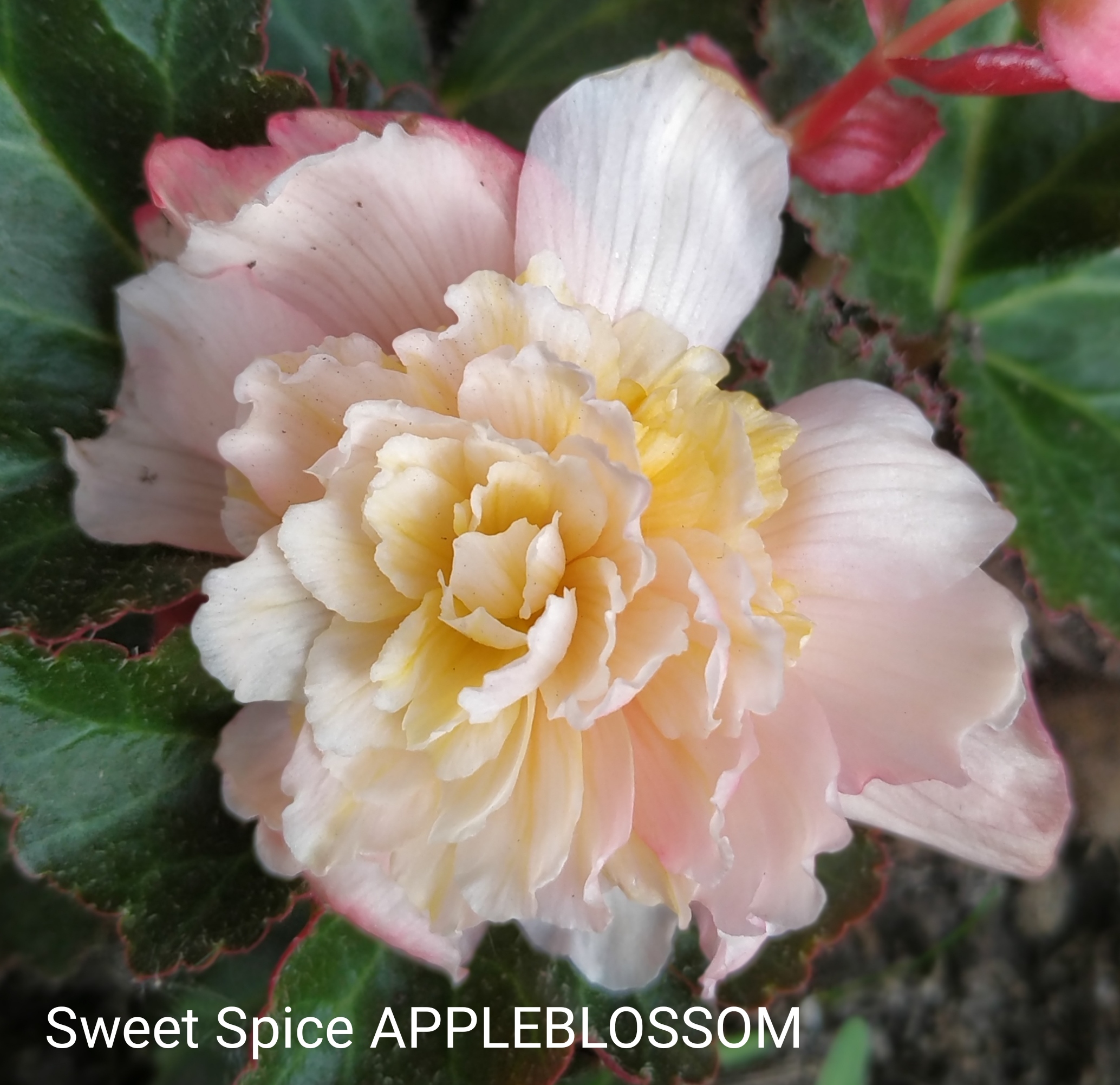 Sweet Spice APPLEBLOSSOM