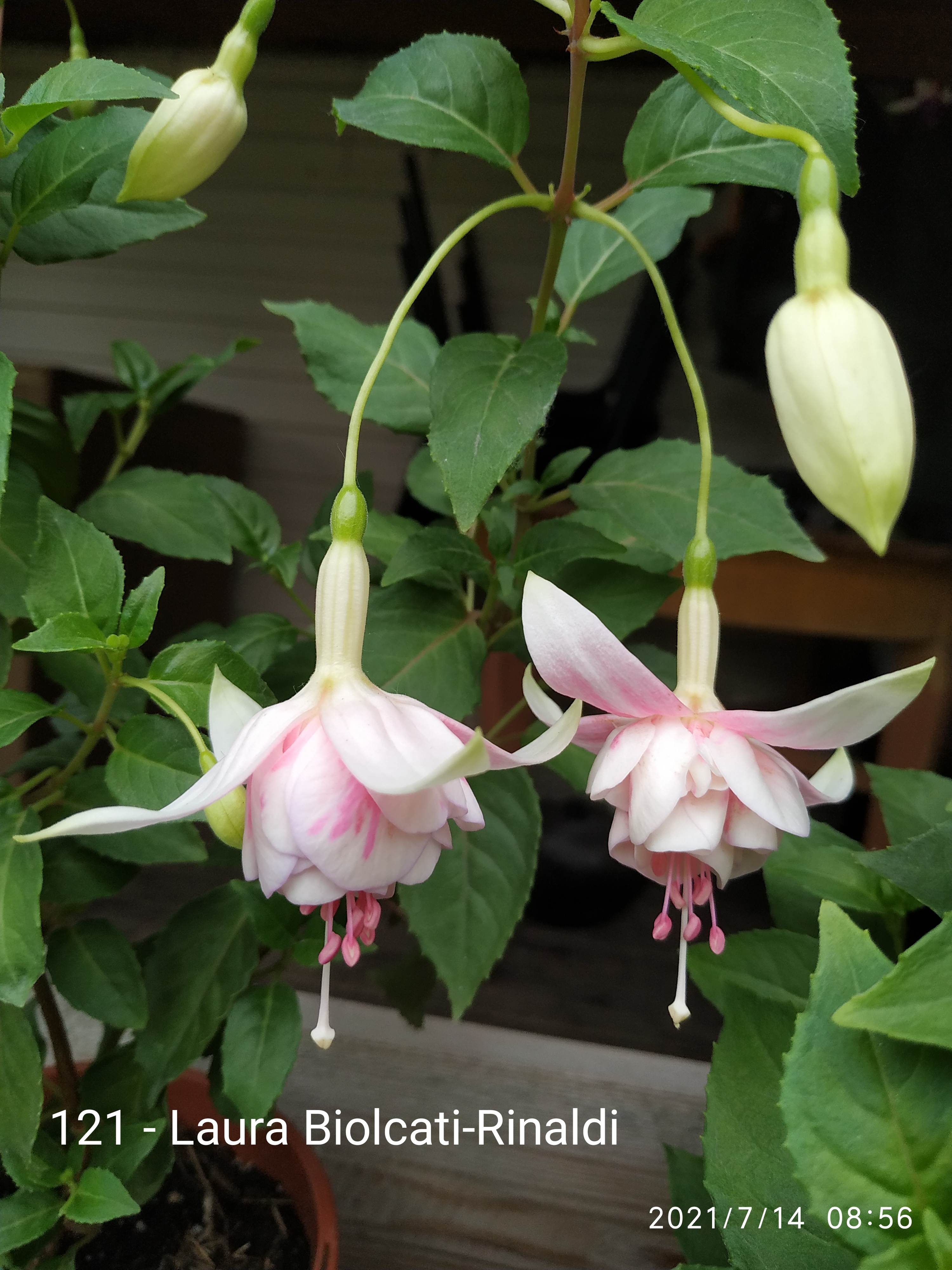 Laura Biolcati-Rinaldi (121)