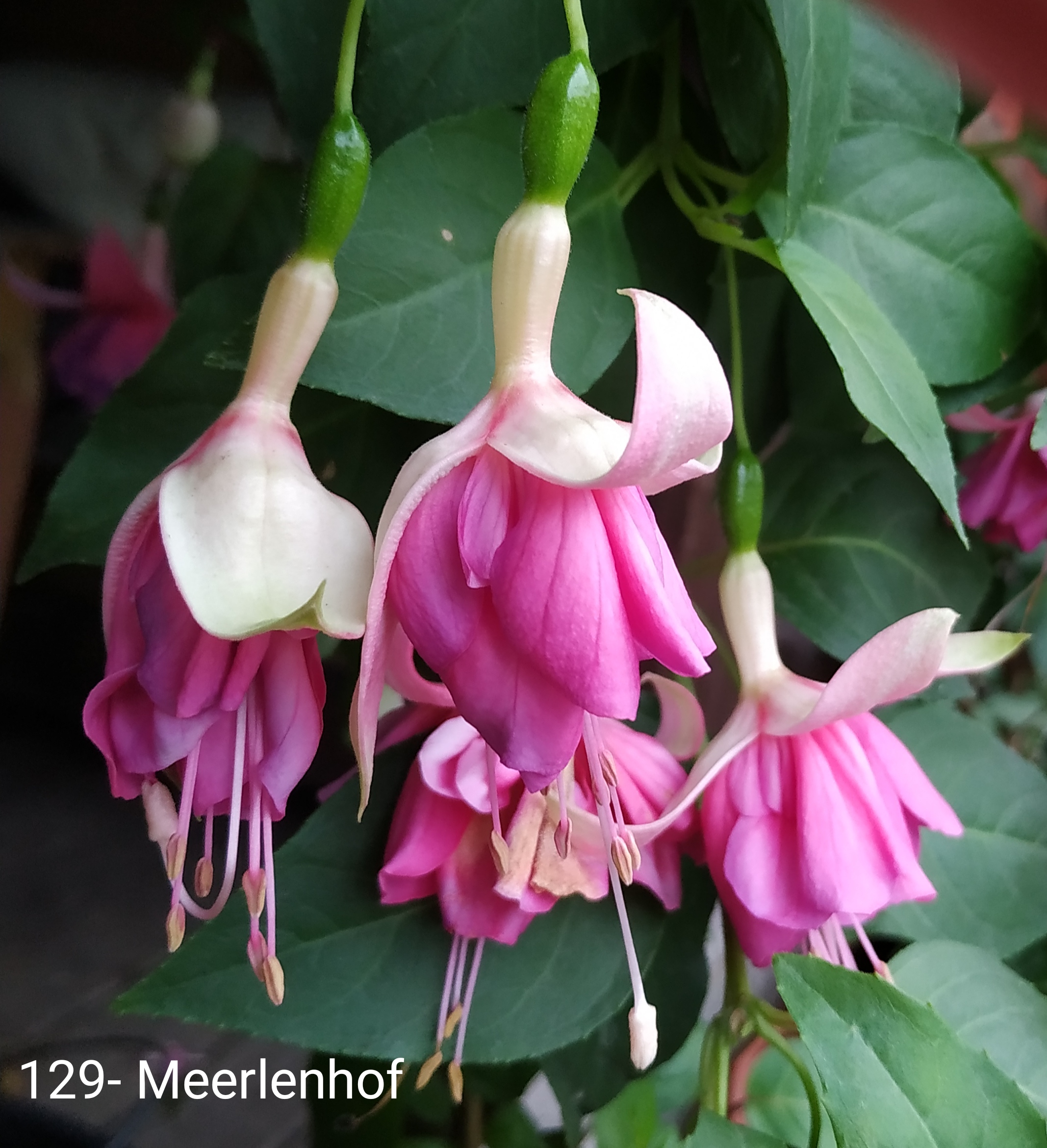 Meerlenhof