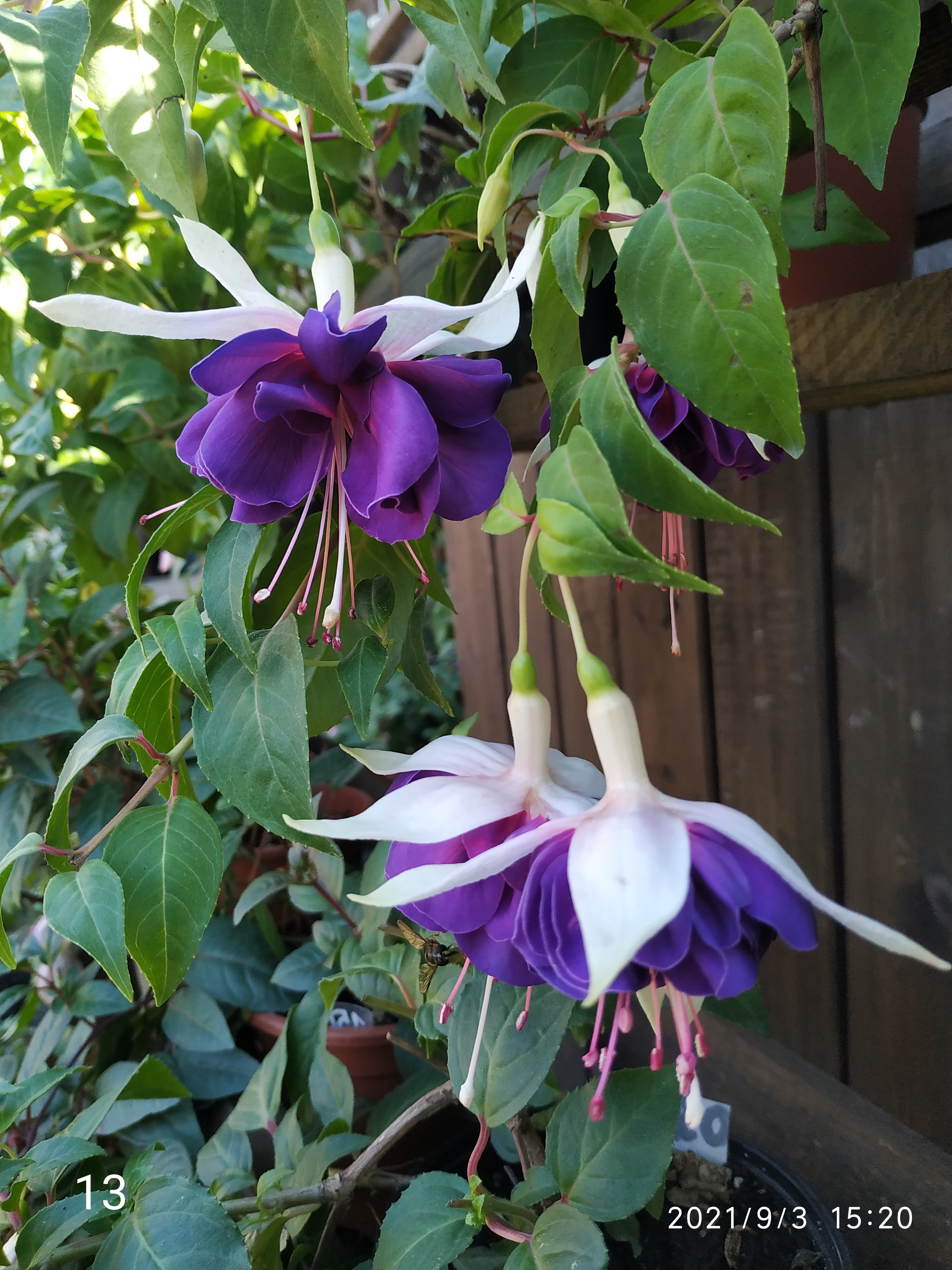 Deep Purple