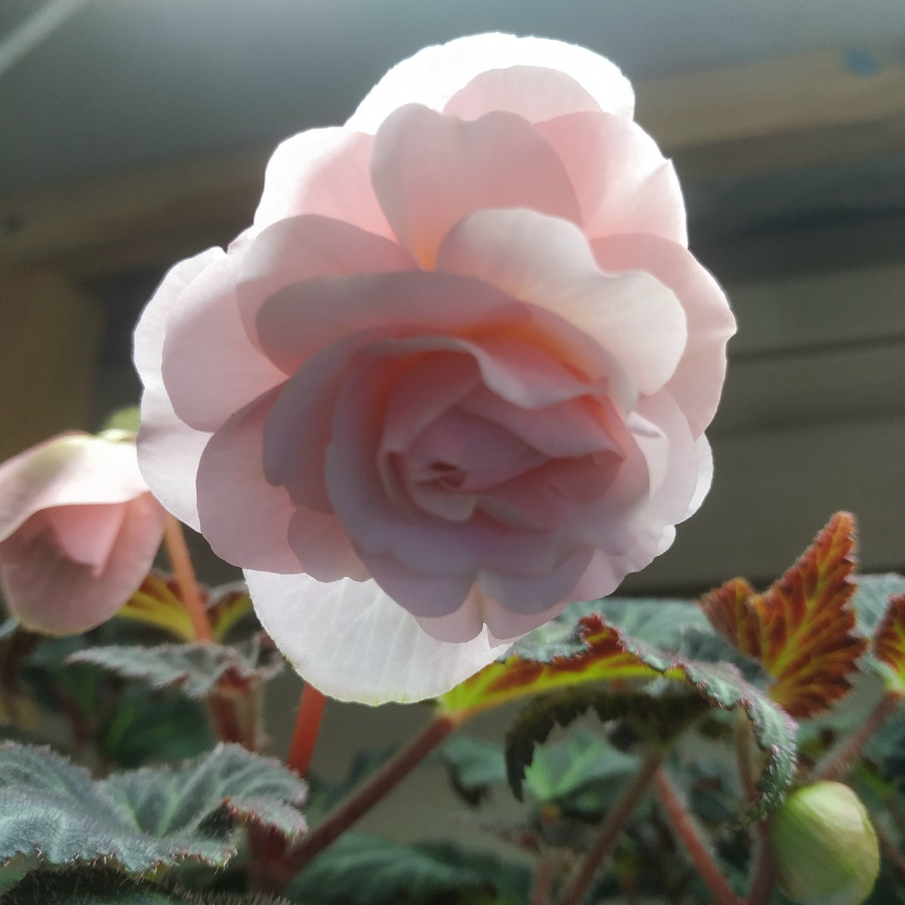 Sweet Spice English Rose (13)