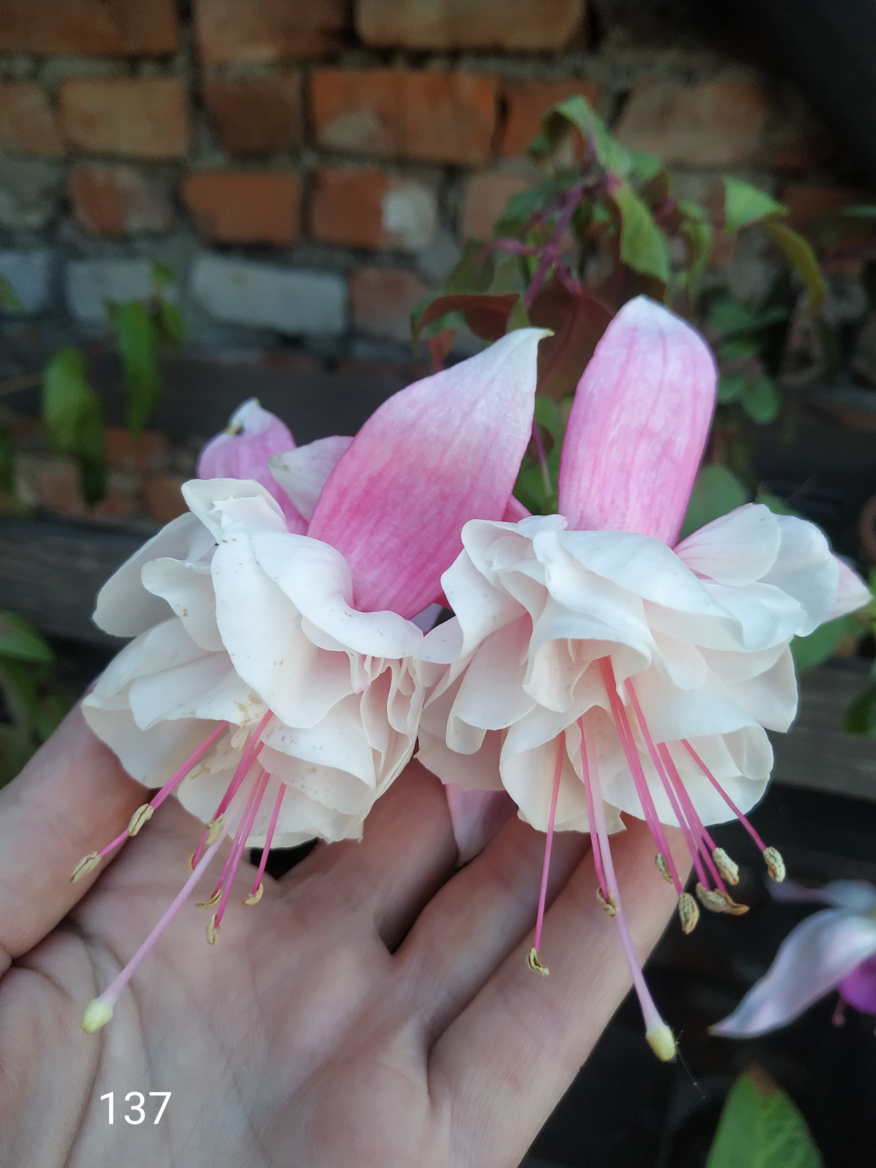 Devonshire Dumpling (137)