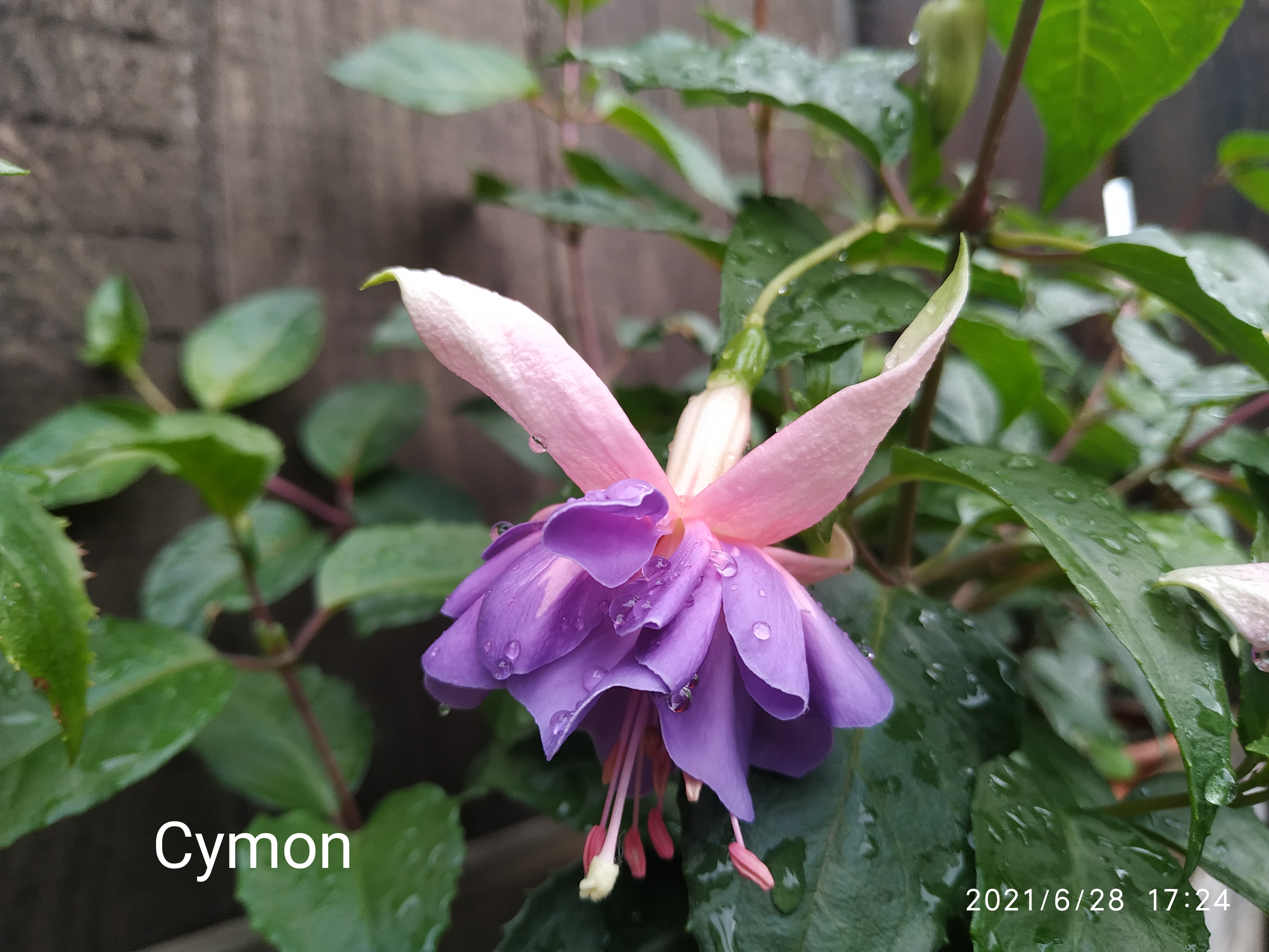 Cymon