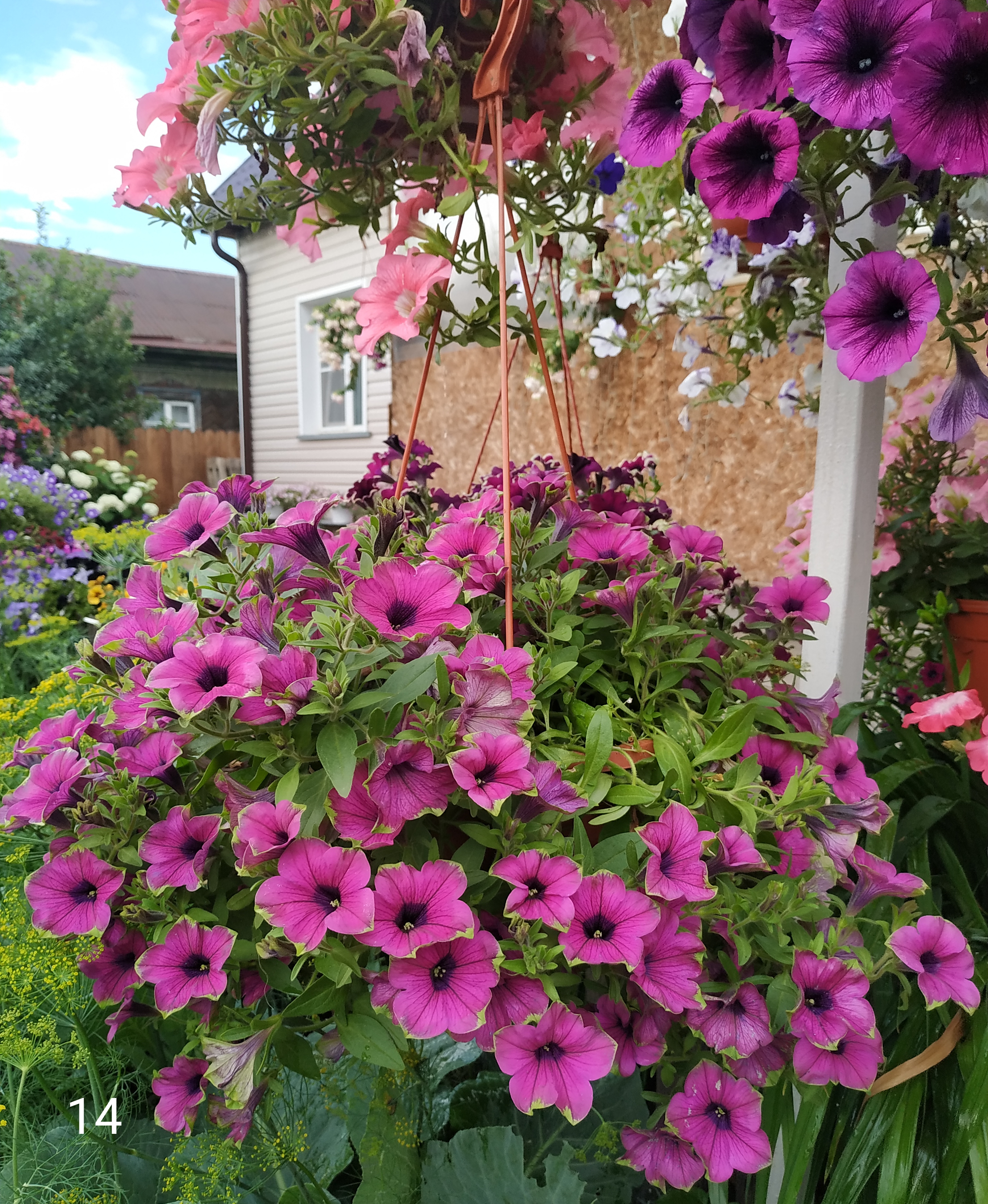 Петуния Cascadias Pitaya (14)