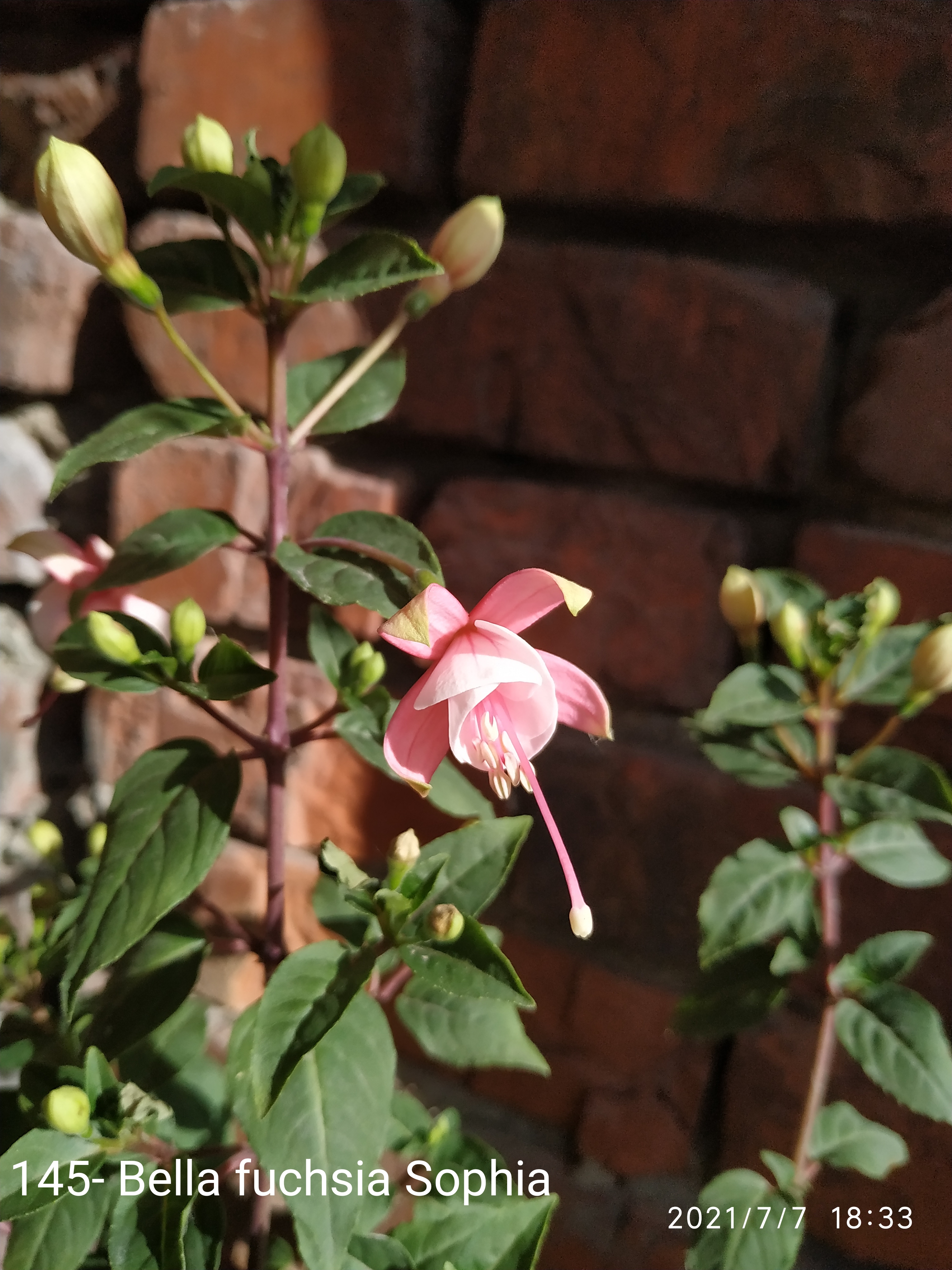 Bella fuchsia Sophia (145)