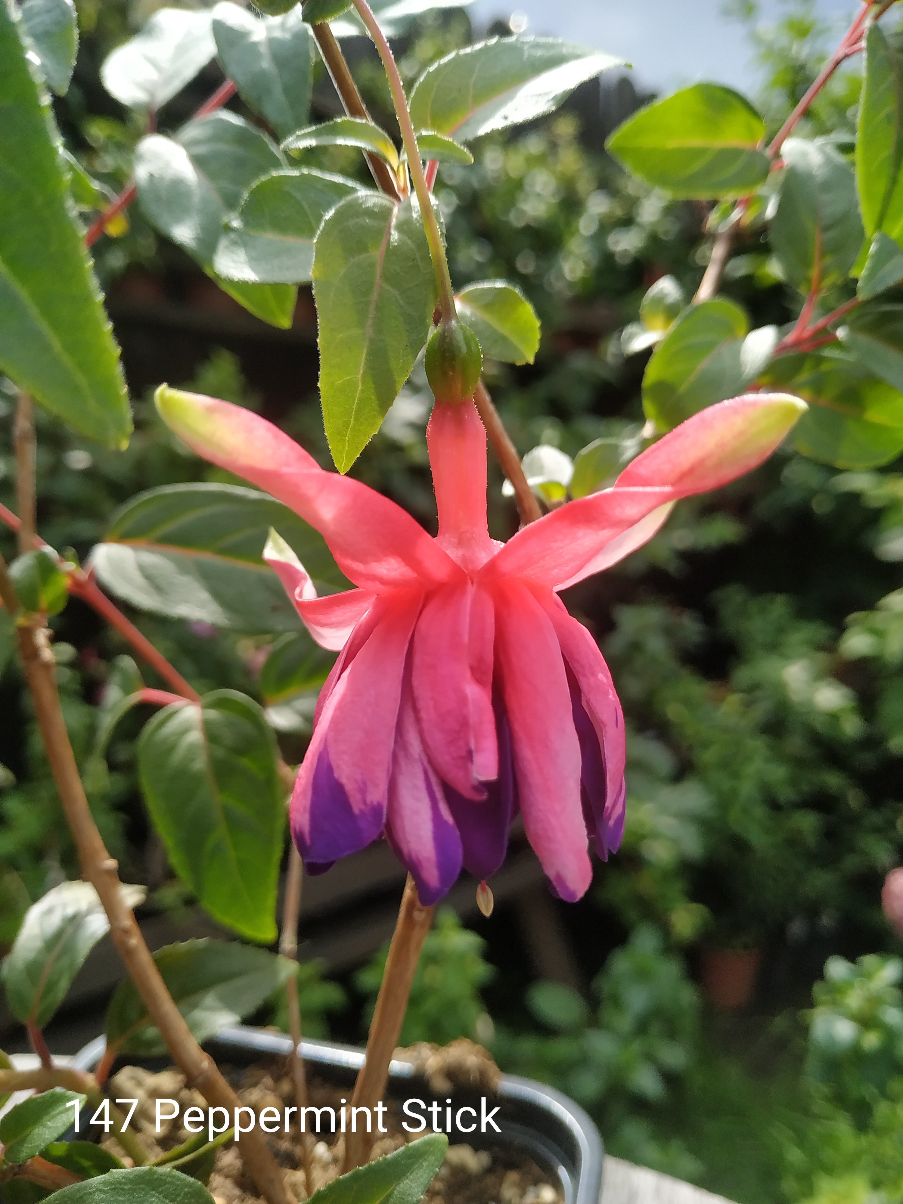 Peppermint stick (147)