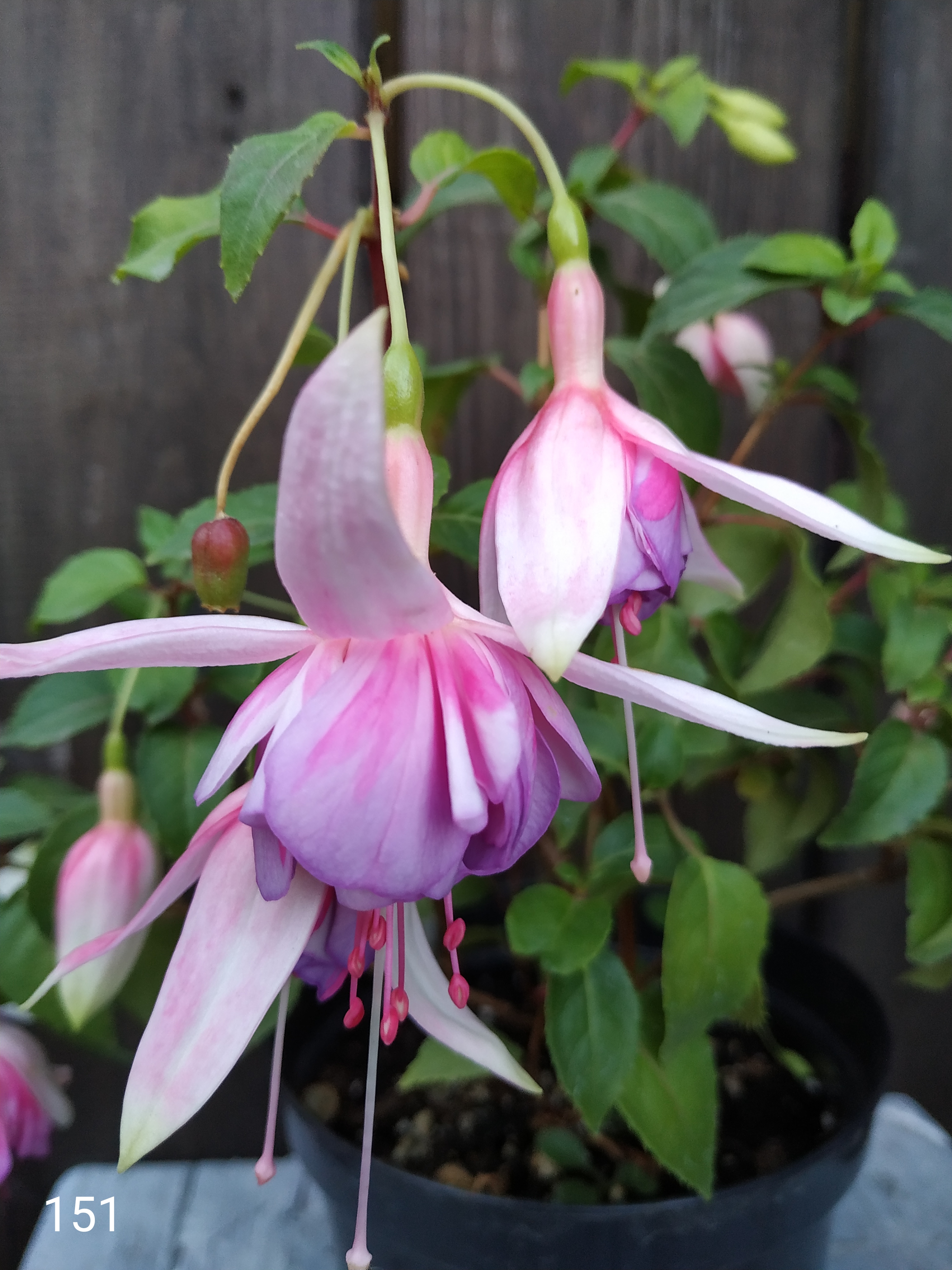 Jessie Pearson (151)