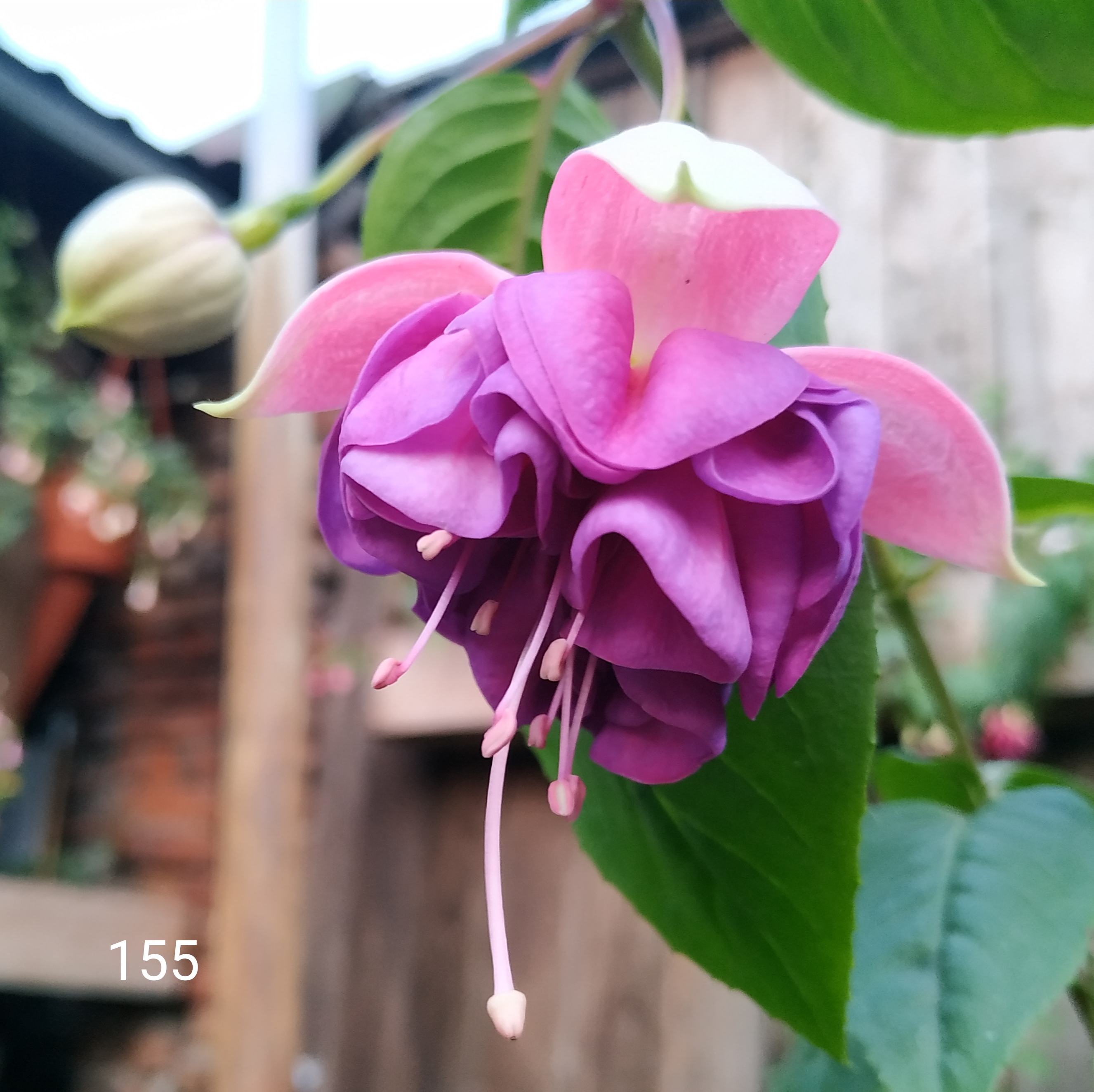 Silvia Fuhrmann (155)