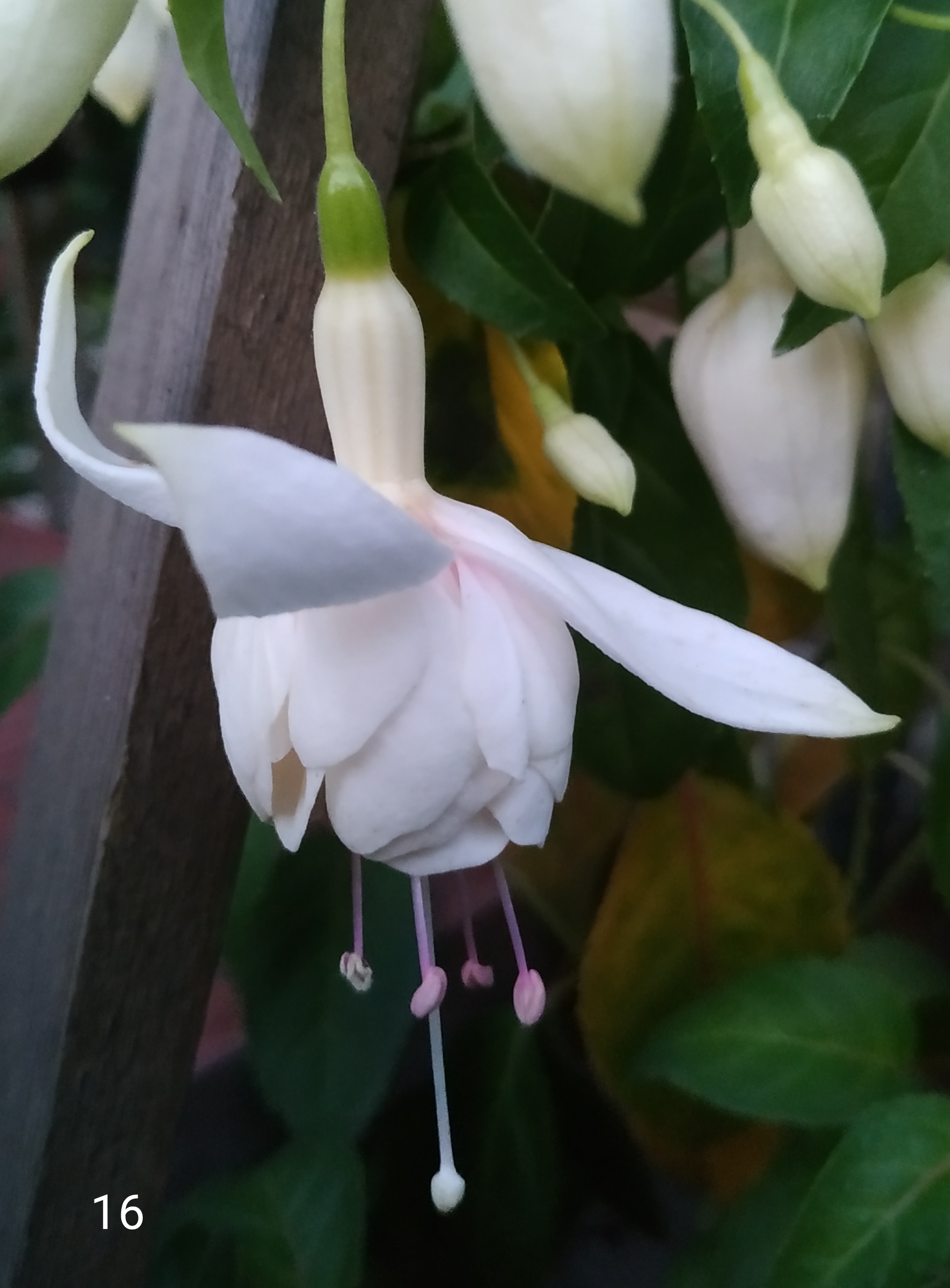 Jef van der Kuylen (16)