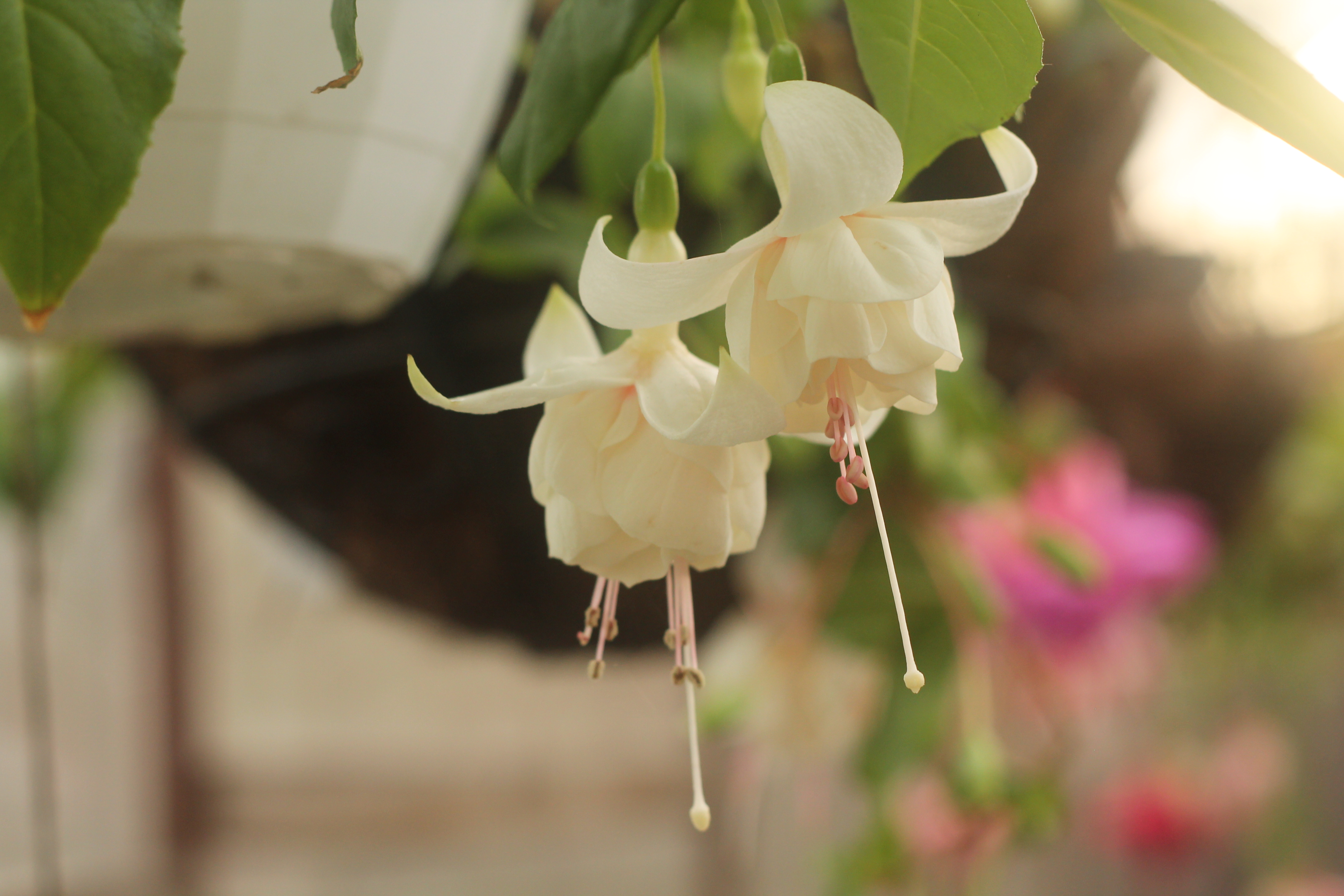 Jef van der Kuylen (16)