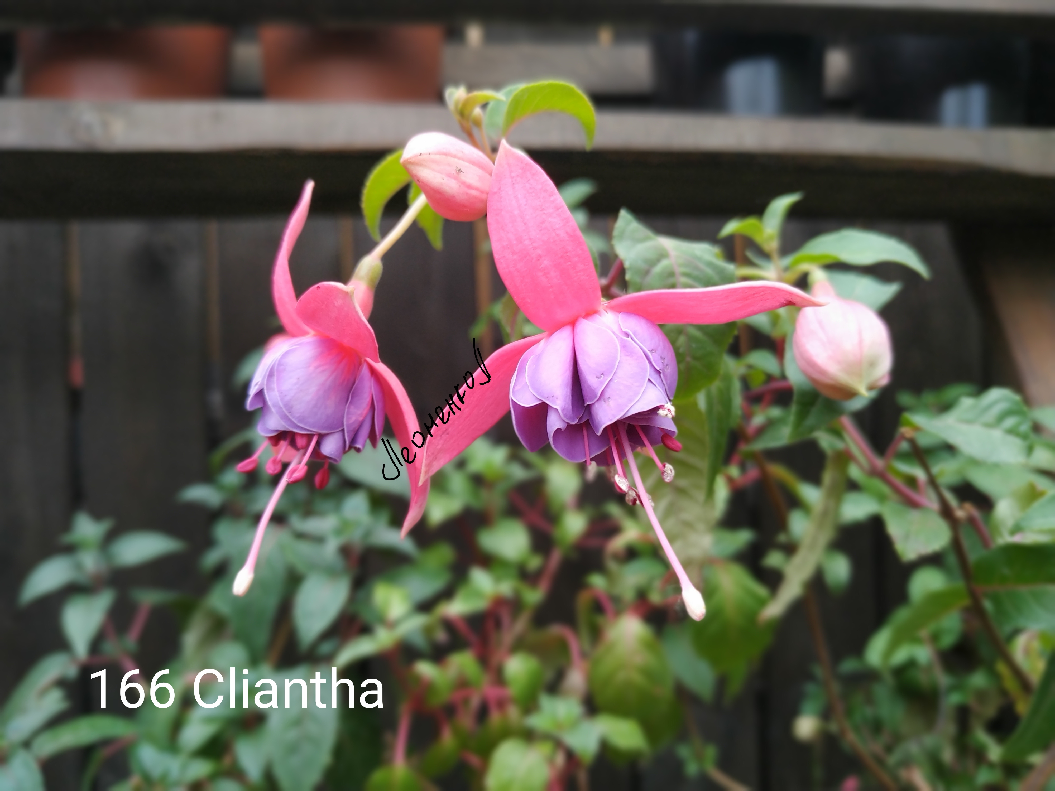 Cliantha