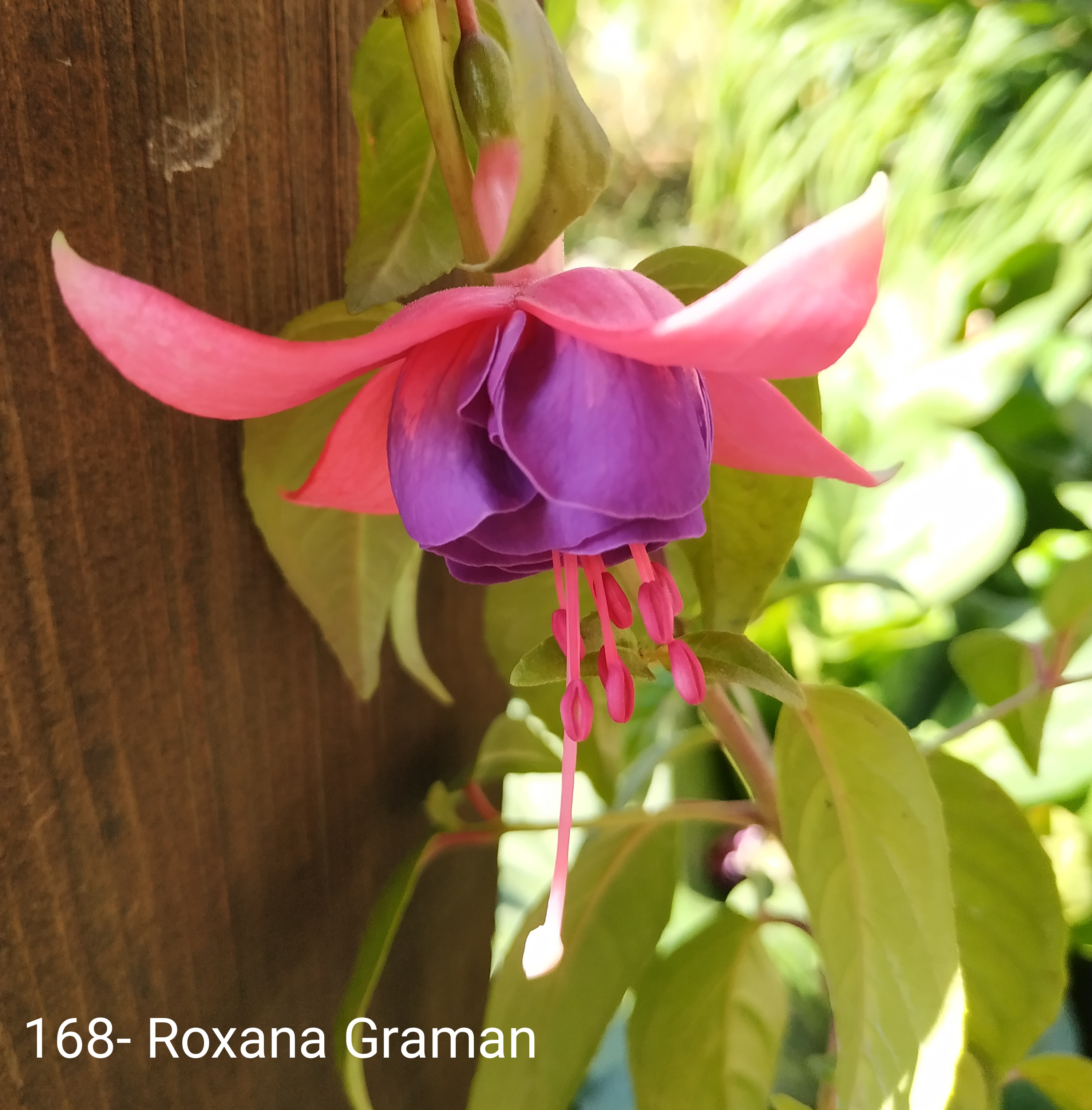 Roxana