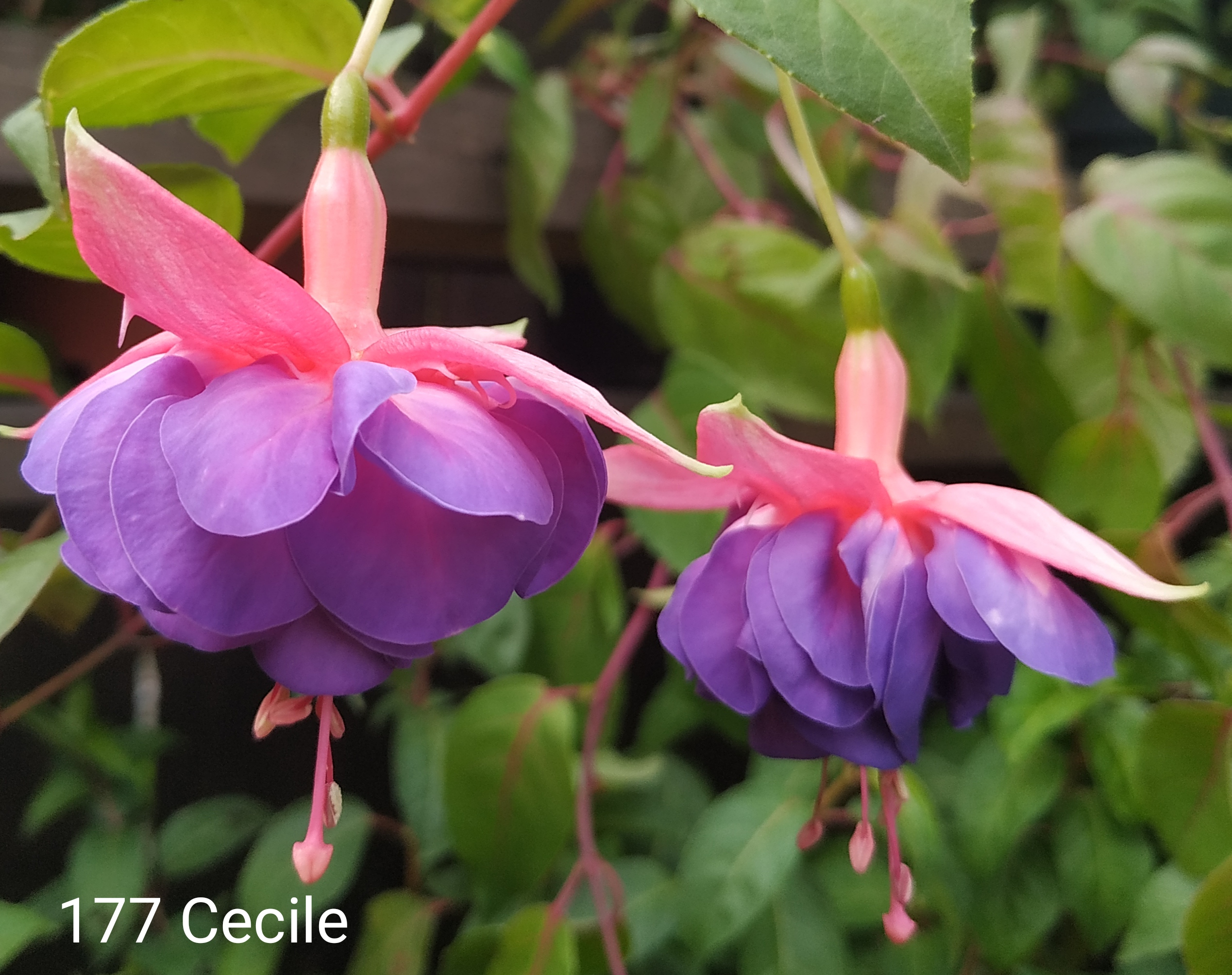 Cecile (177)