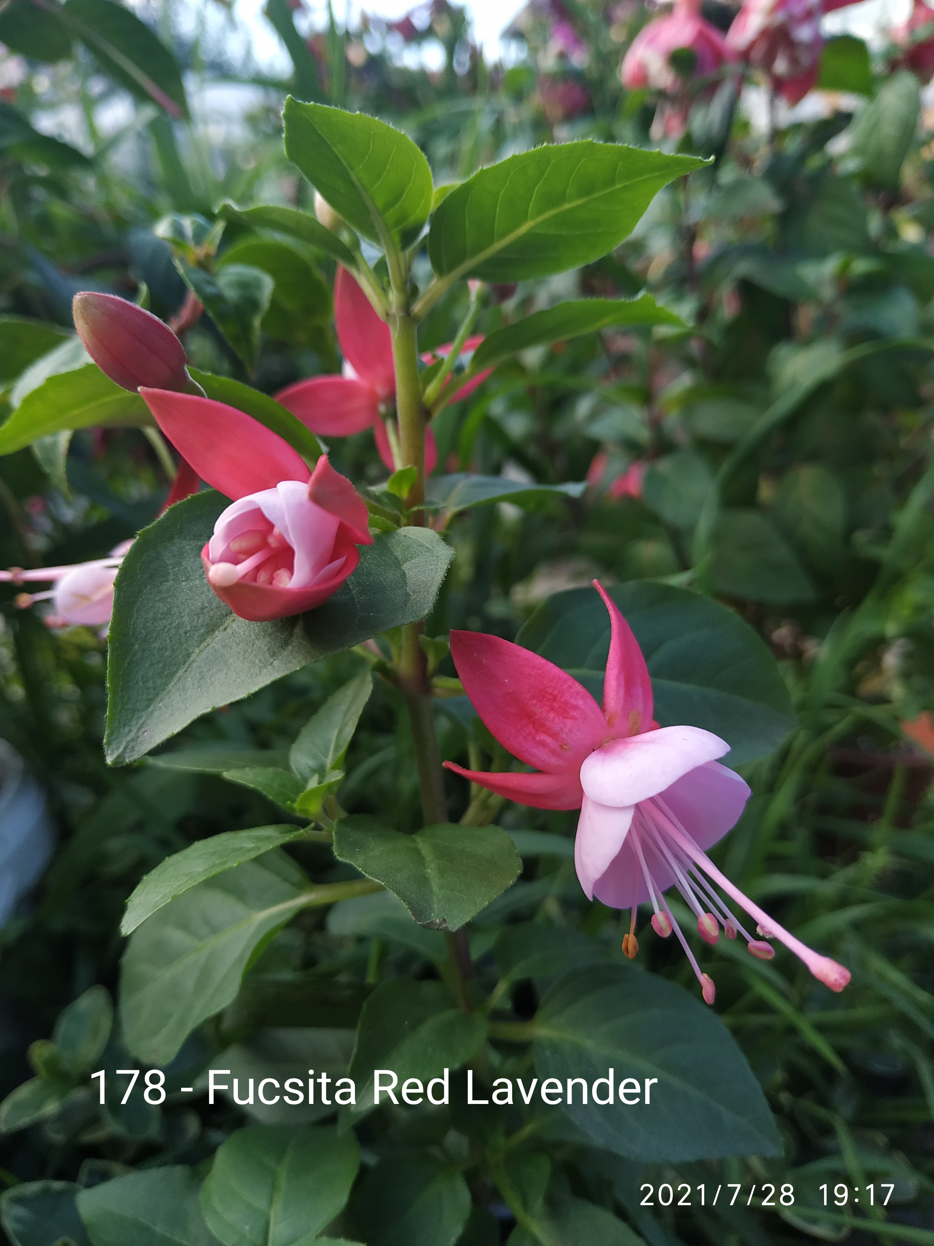 Fucsita Red Lavender