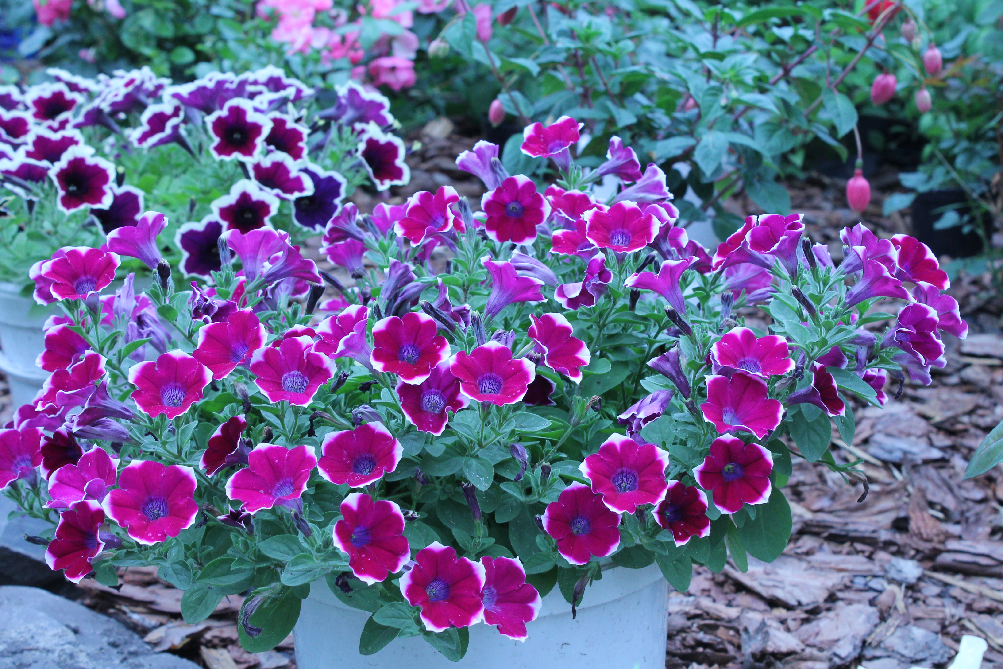 Петуния Cascadias Rim Chianti (17)