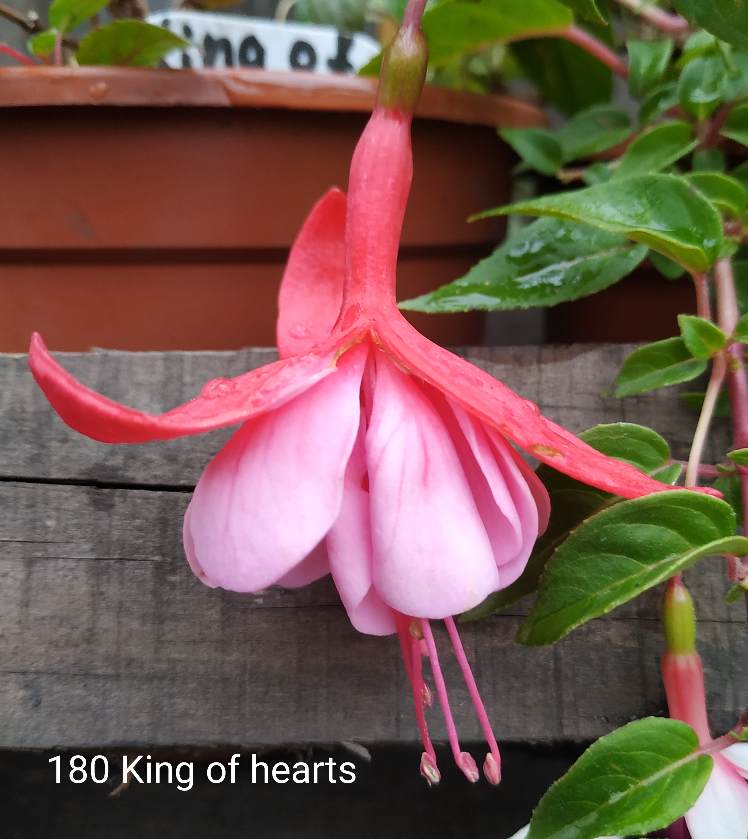 King of hearts