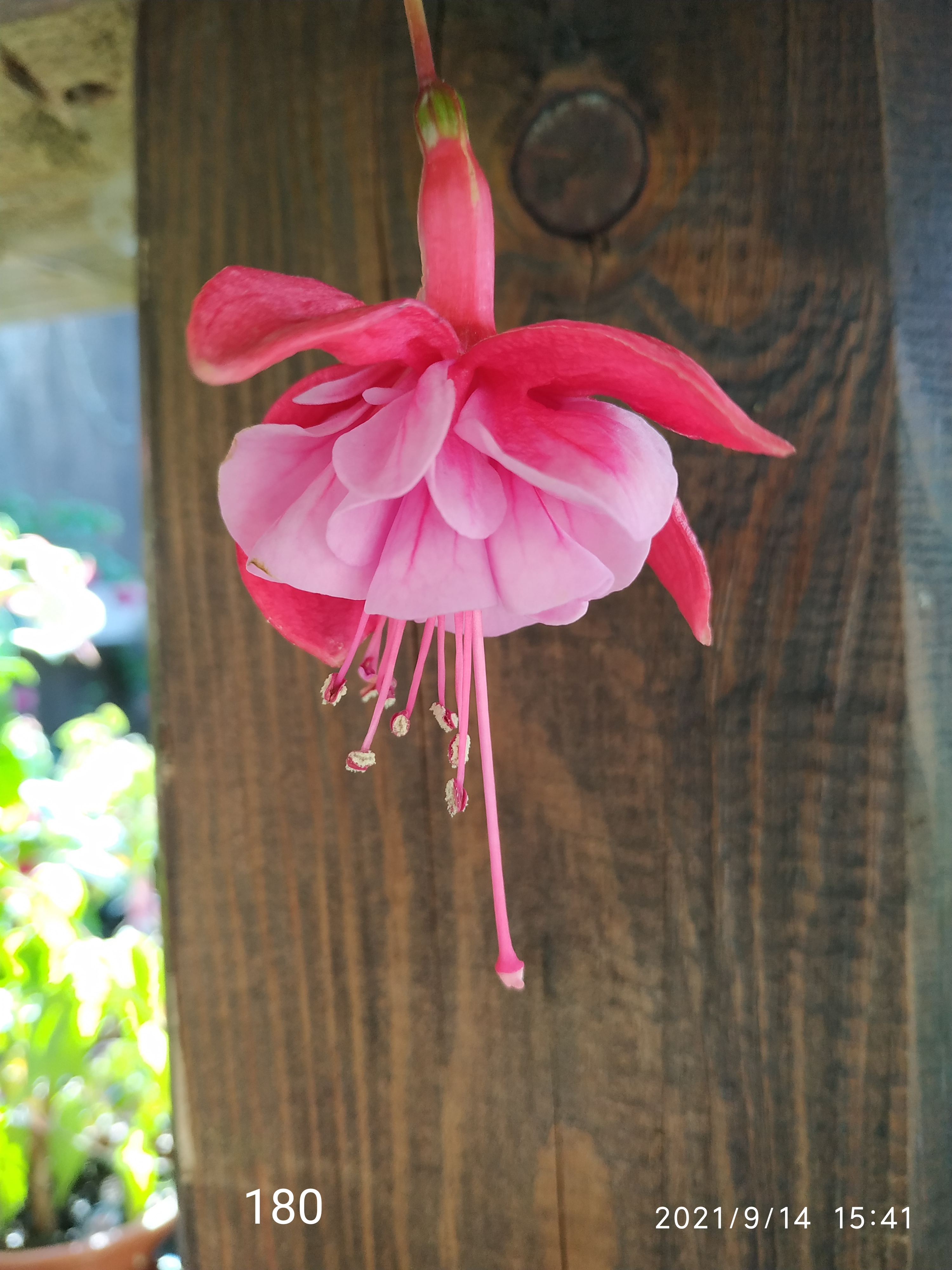 King of hearts (180)