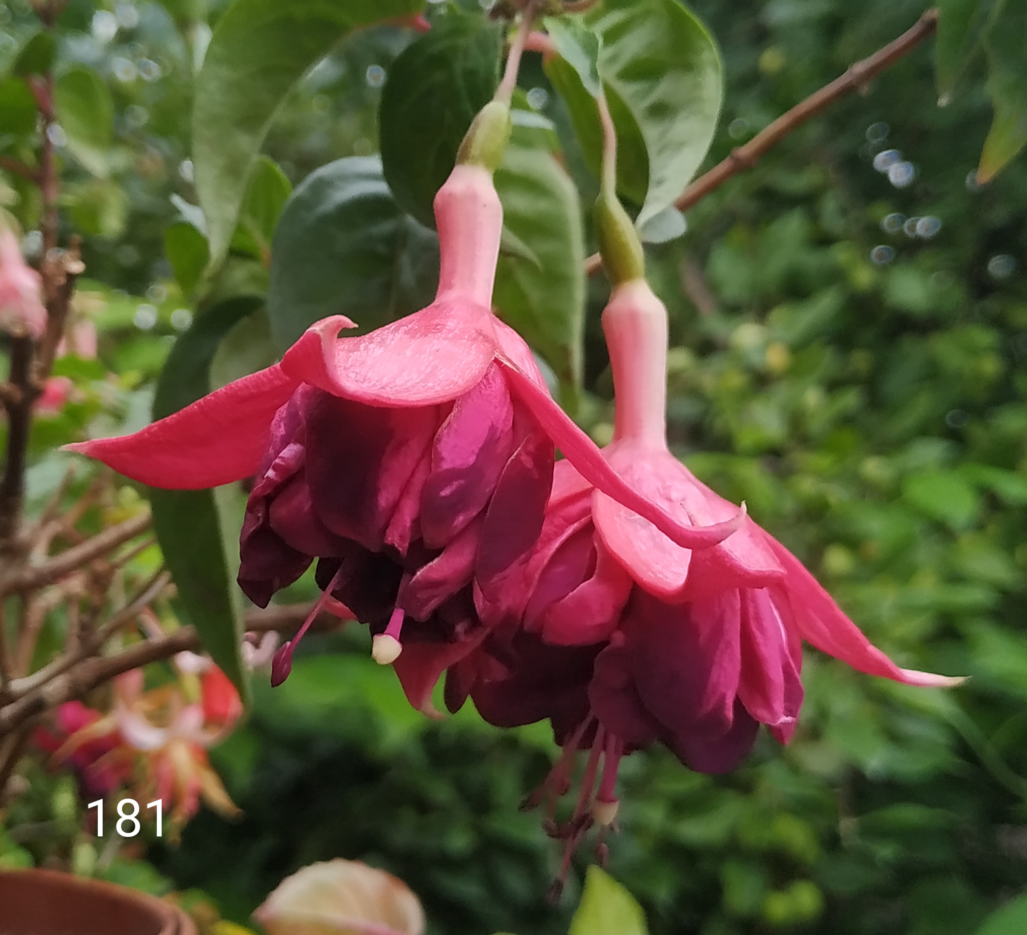 Marbella Purple Rain (181)