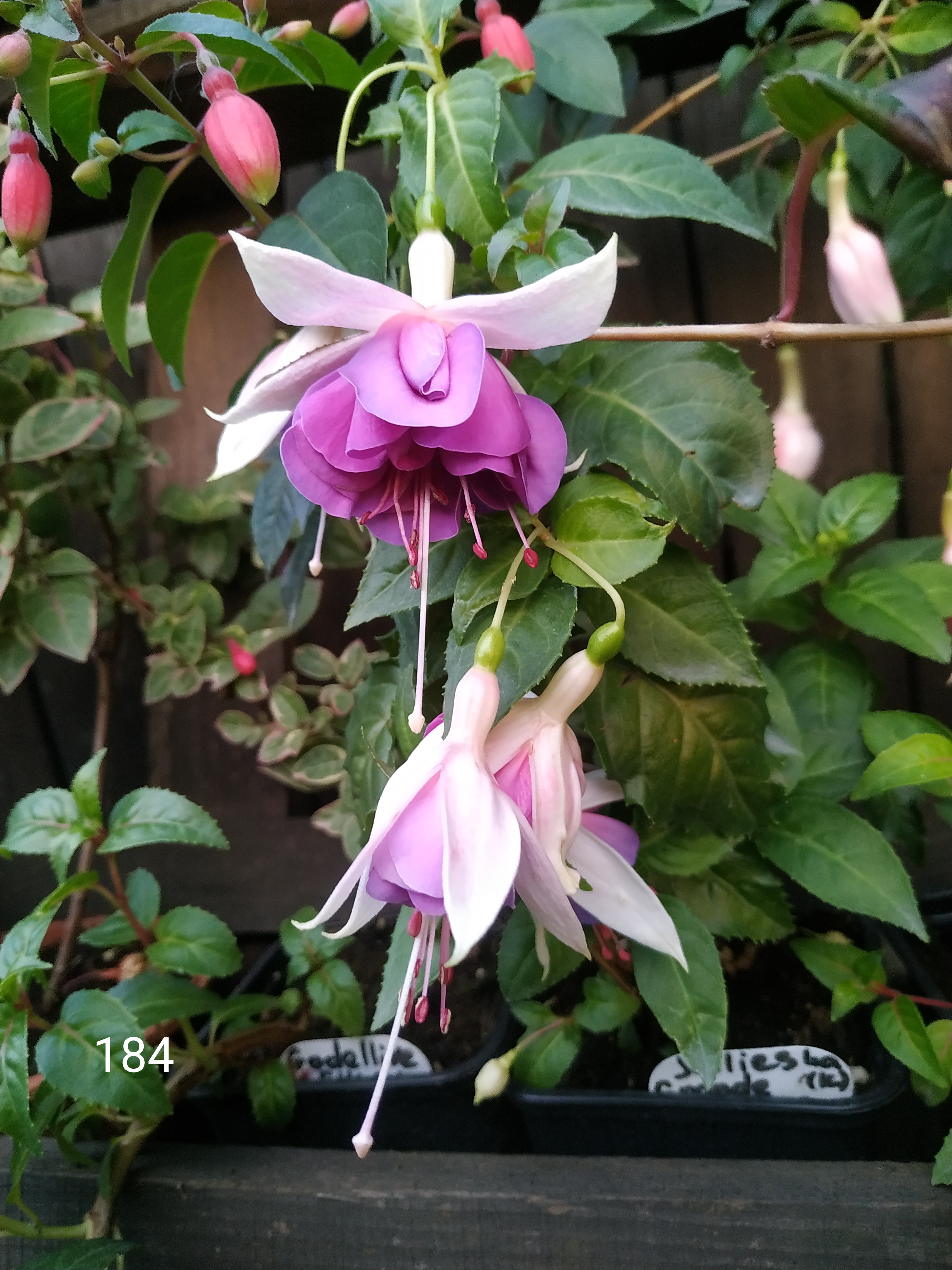 Jollies La Grande Lorraine (184)