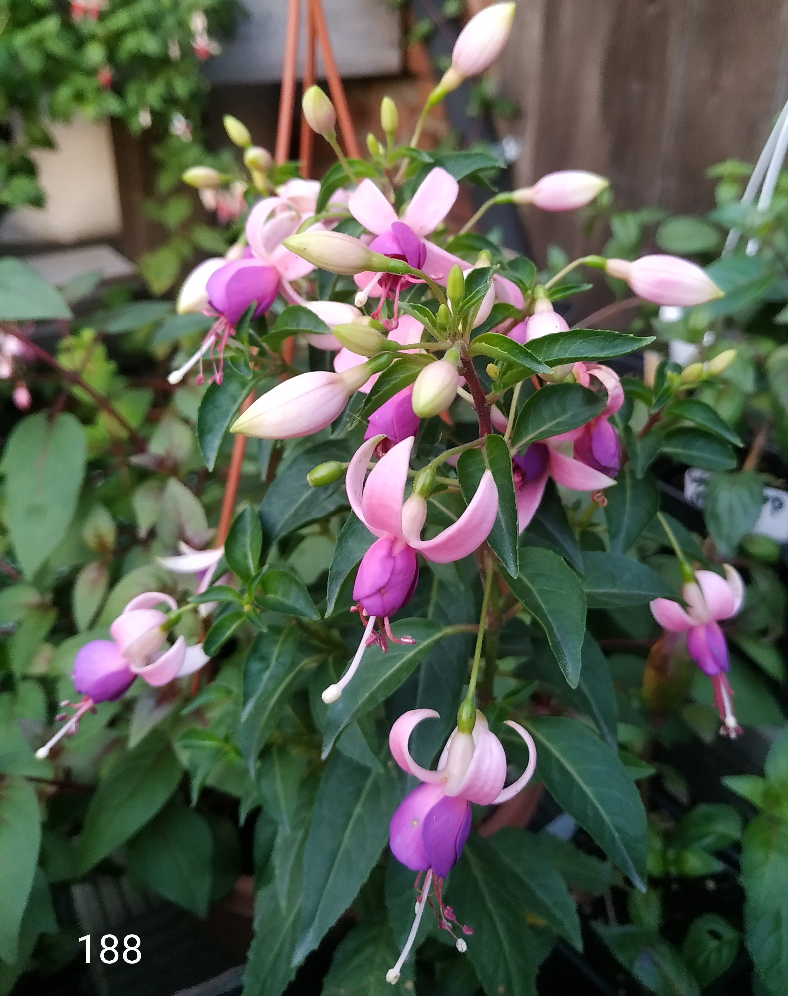 Shadow Dancer Carolina (188)