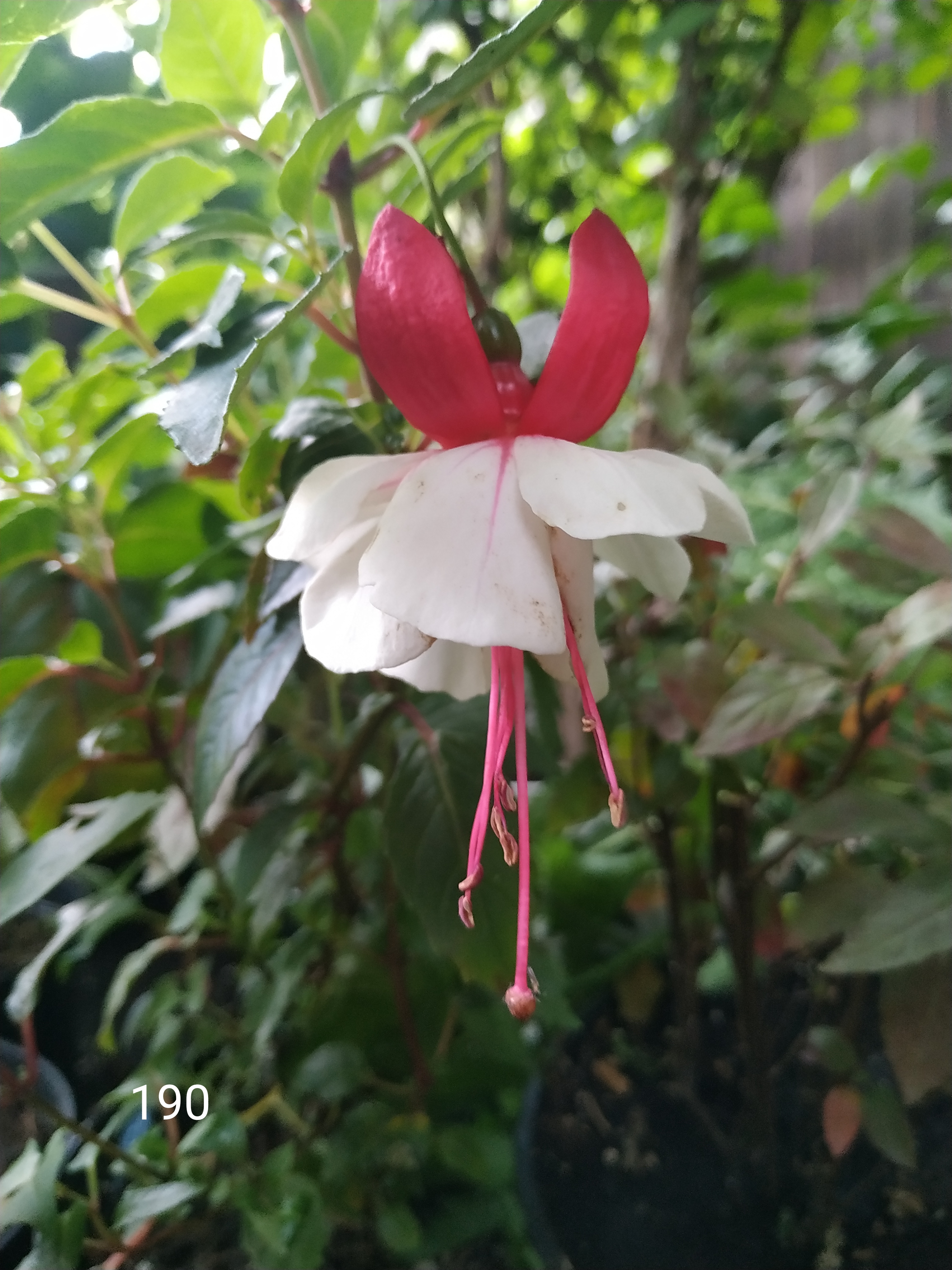 Classic Arroyo Grande (190)