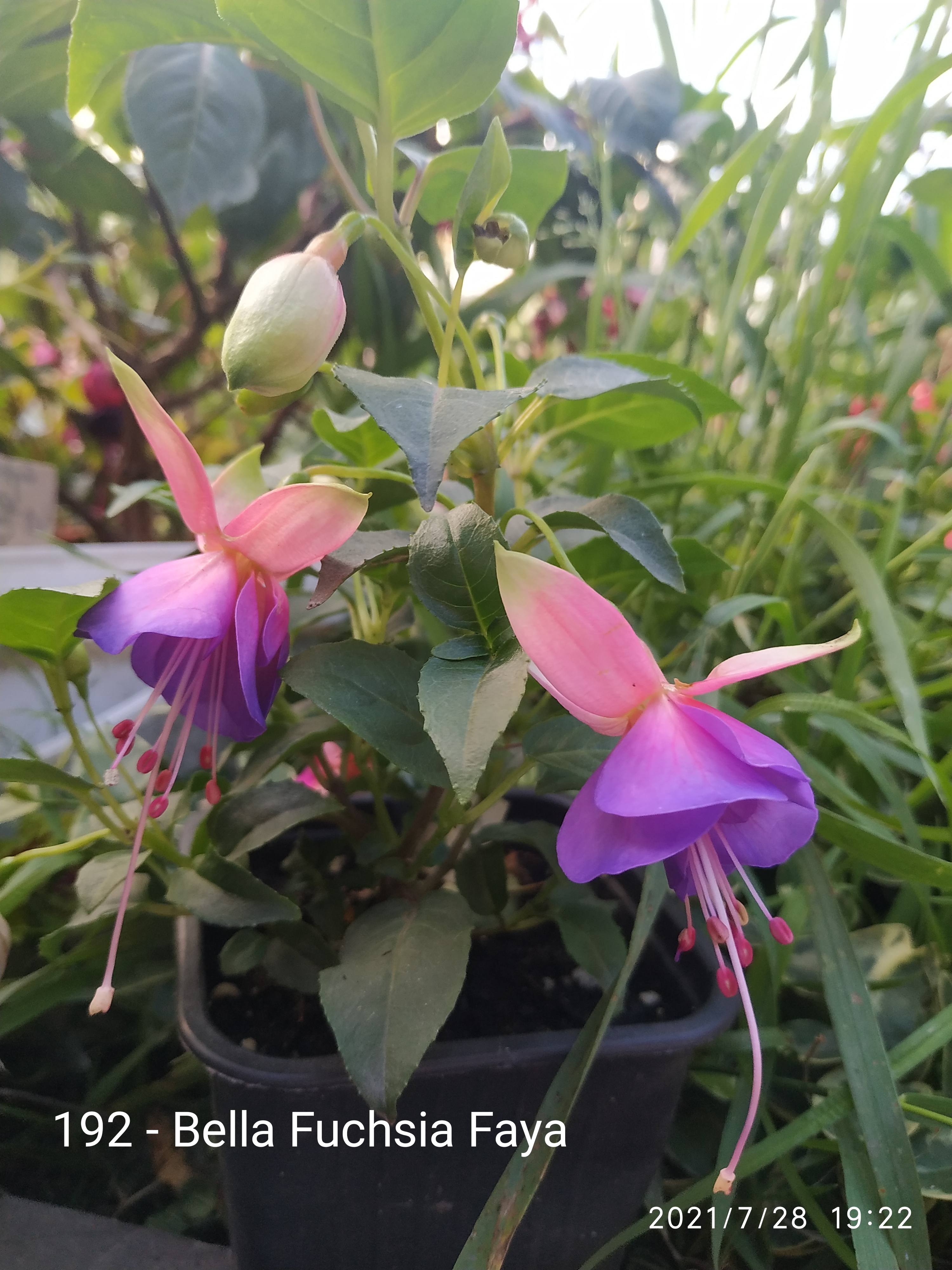 Bella Fuchsia® Faya