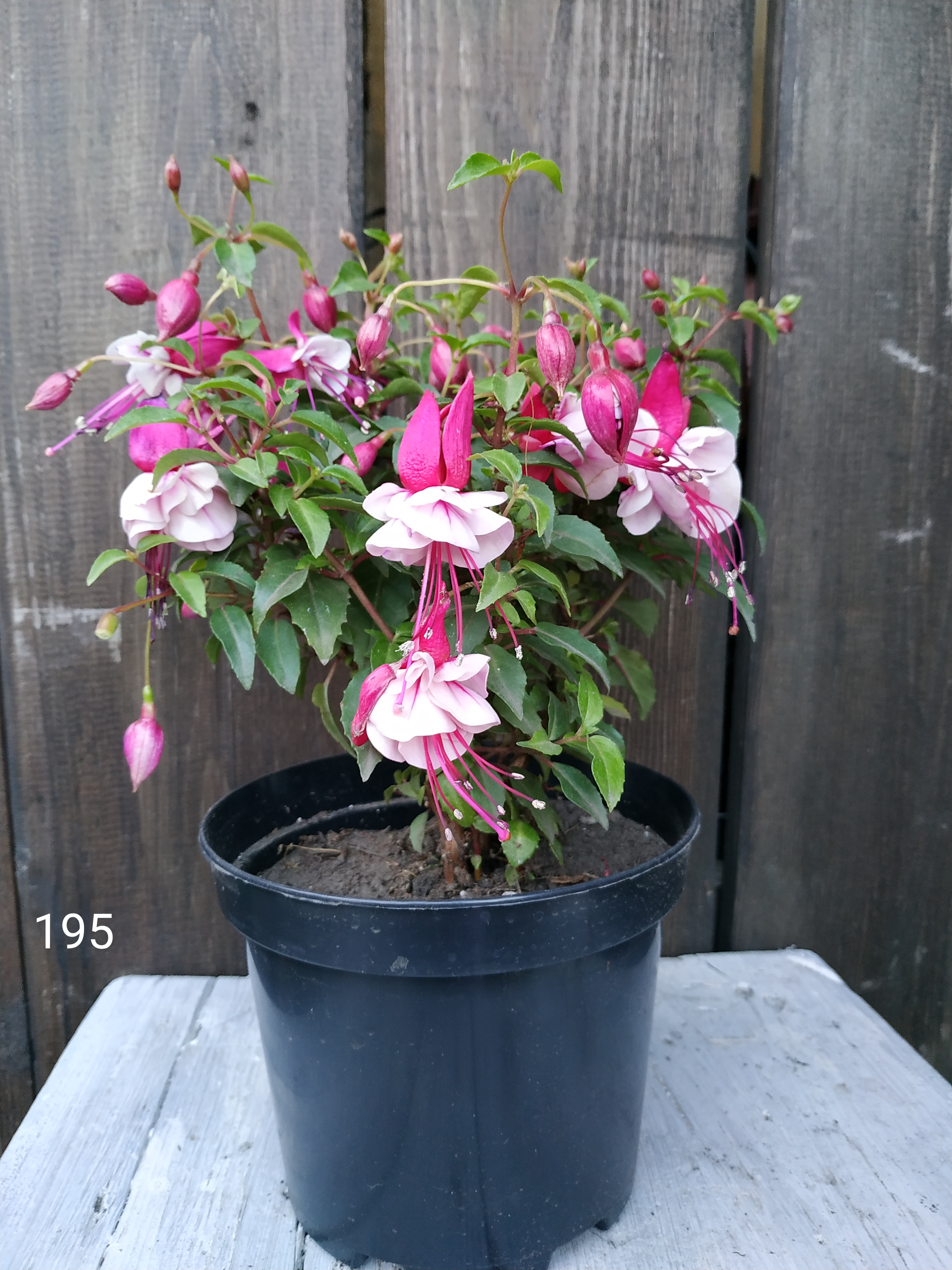 Bella fuchsia JULIA (195)