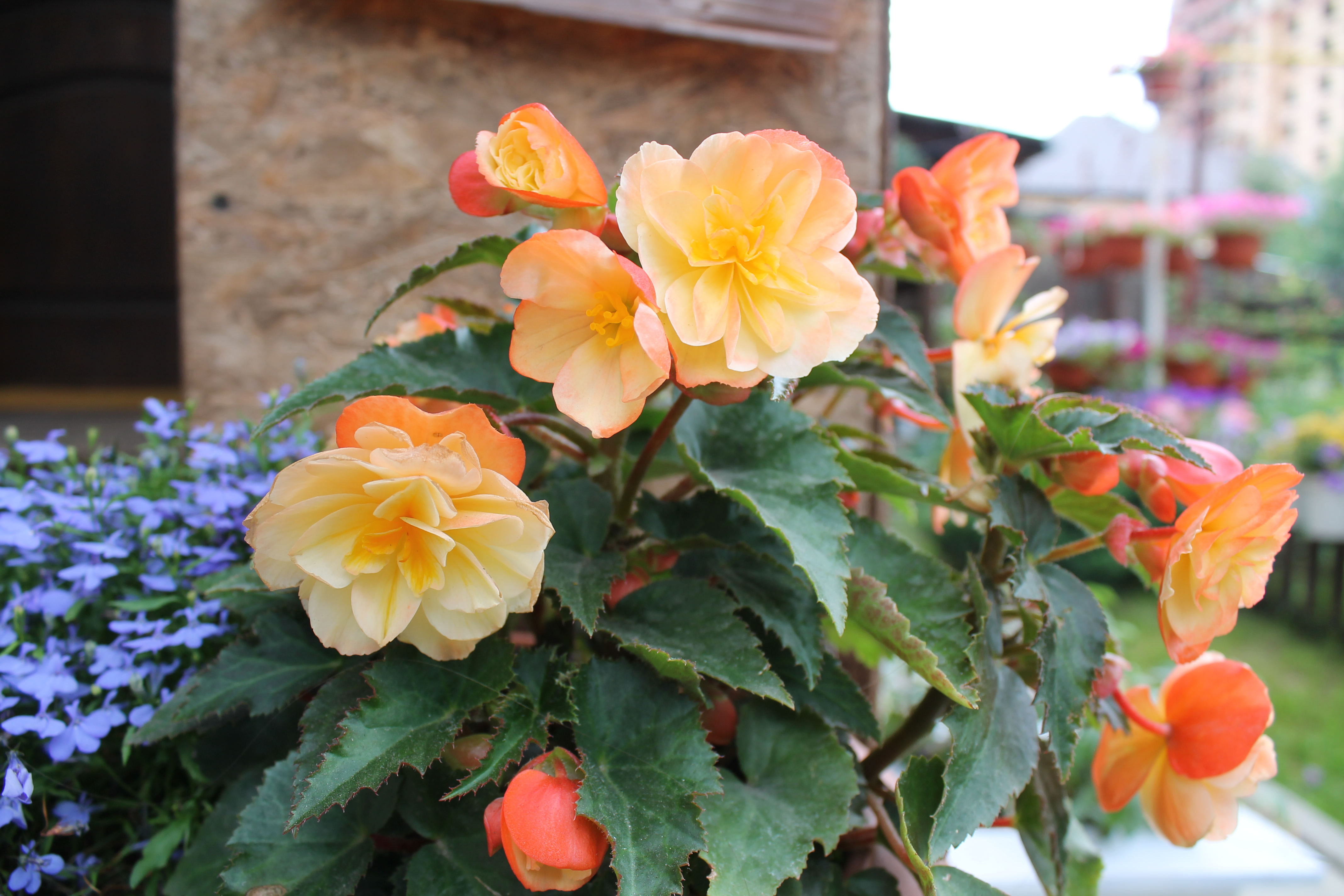 ICONIA Aroma Peach (19)