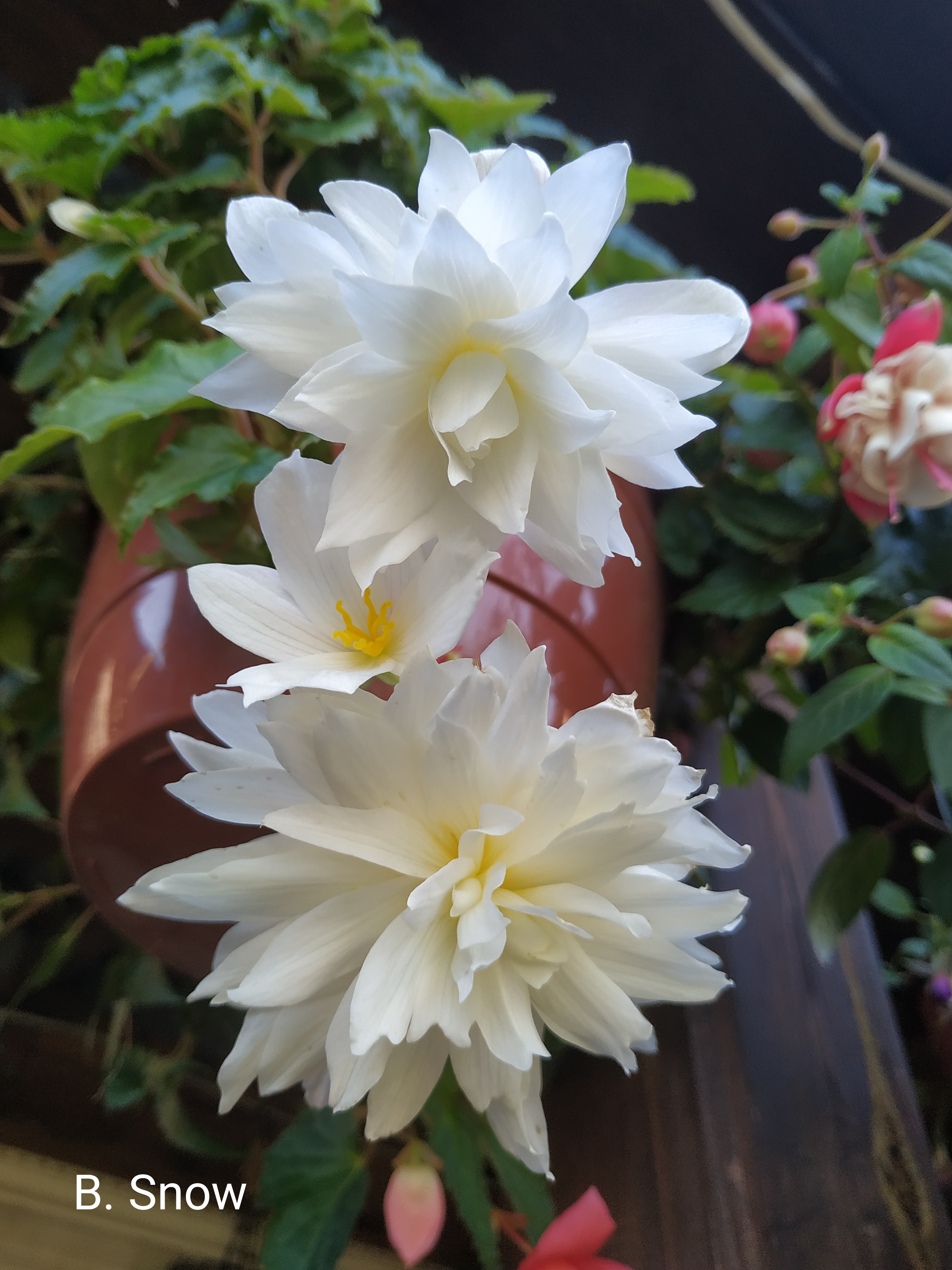 Belleconia Snow