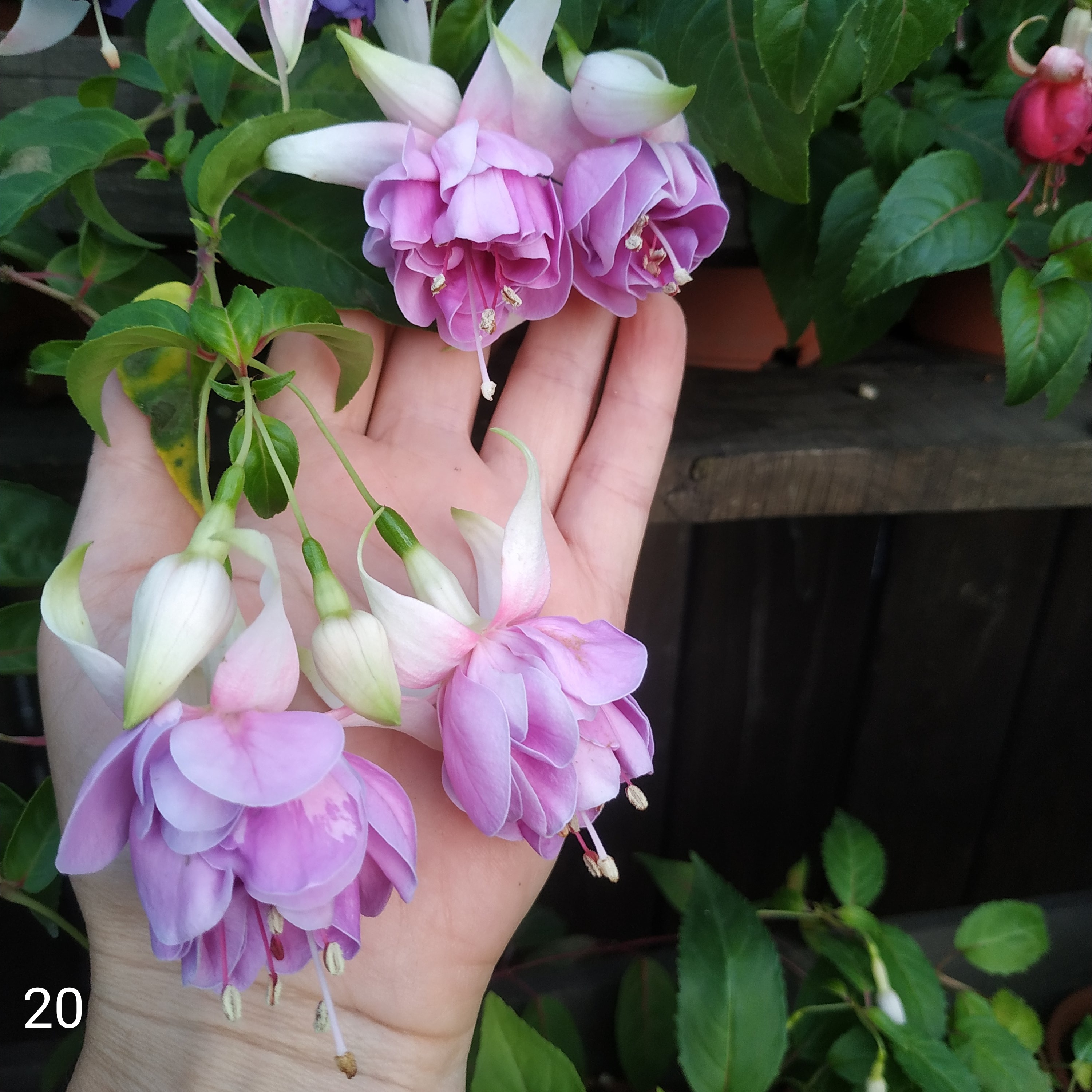 T. C. Grootenboer Droger (20)